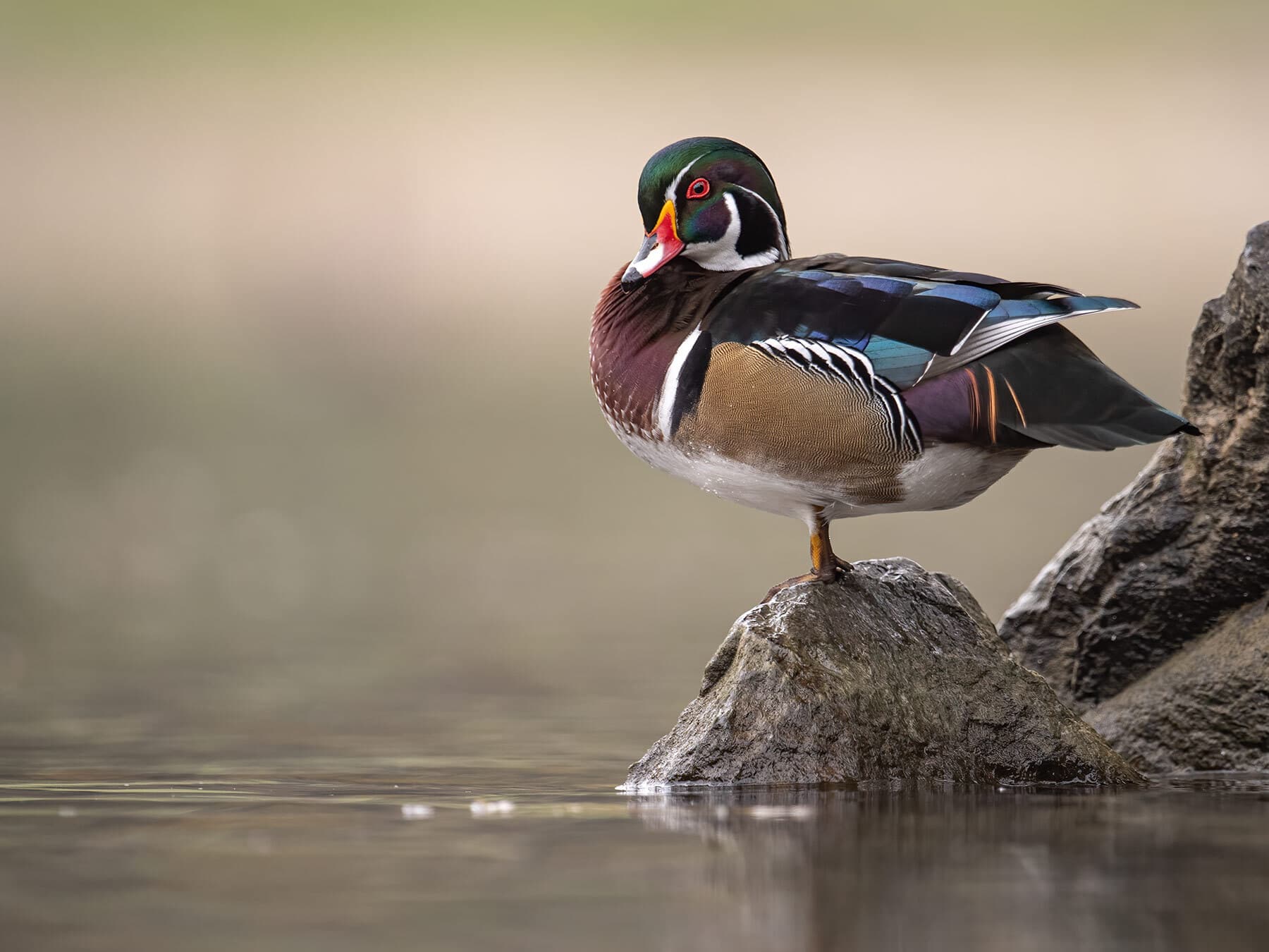 What Do Wood Ducks Eat? (Complete Guide)