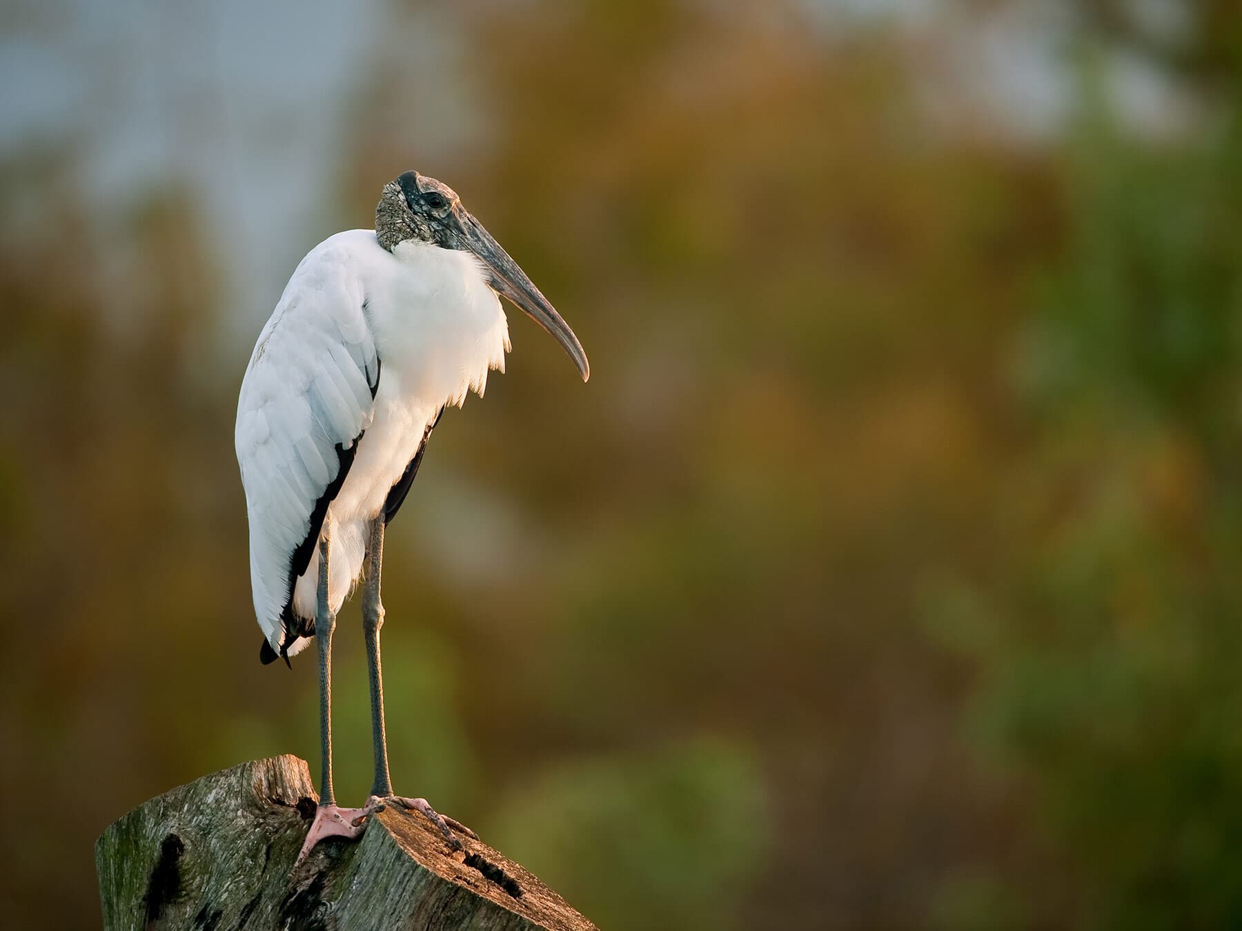 What Do Wood Storks Eat? (Wood Stork Diet)
