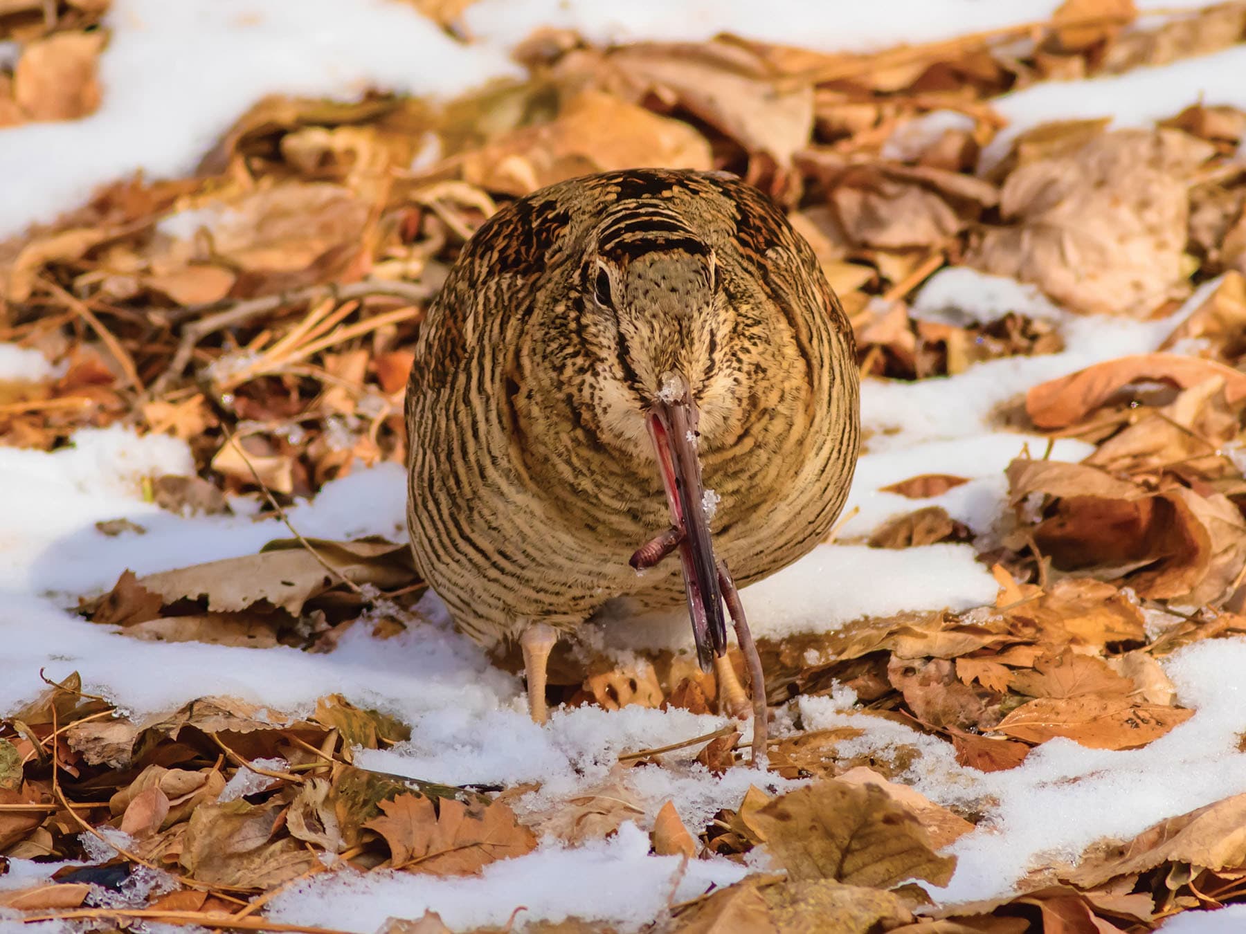 Close up of a Woodcock eating a earthworm