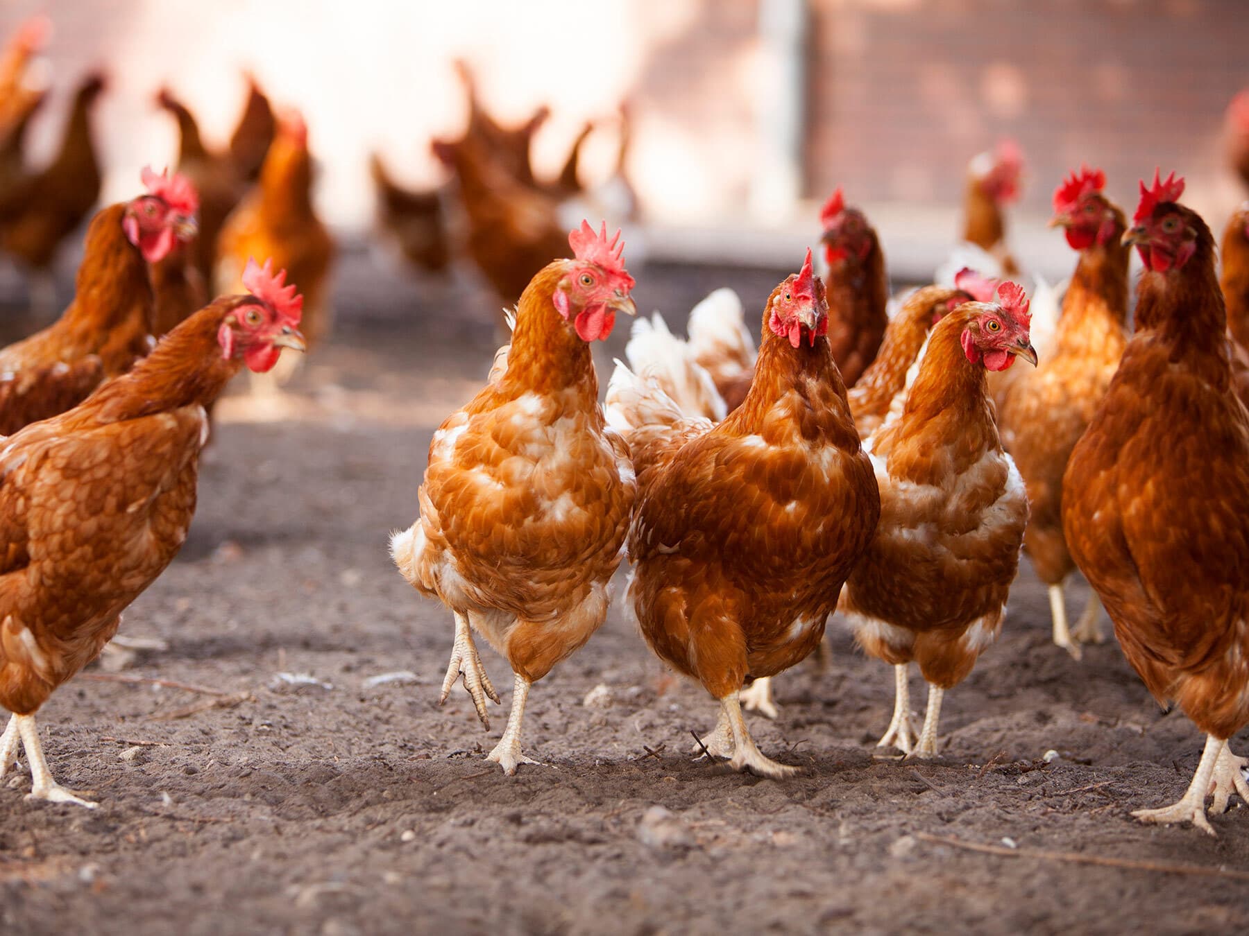 What is a Group of Chickens Called? (Complete List + Why?)