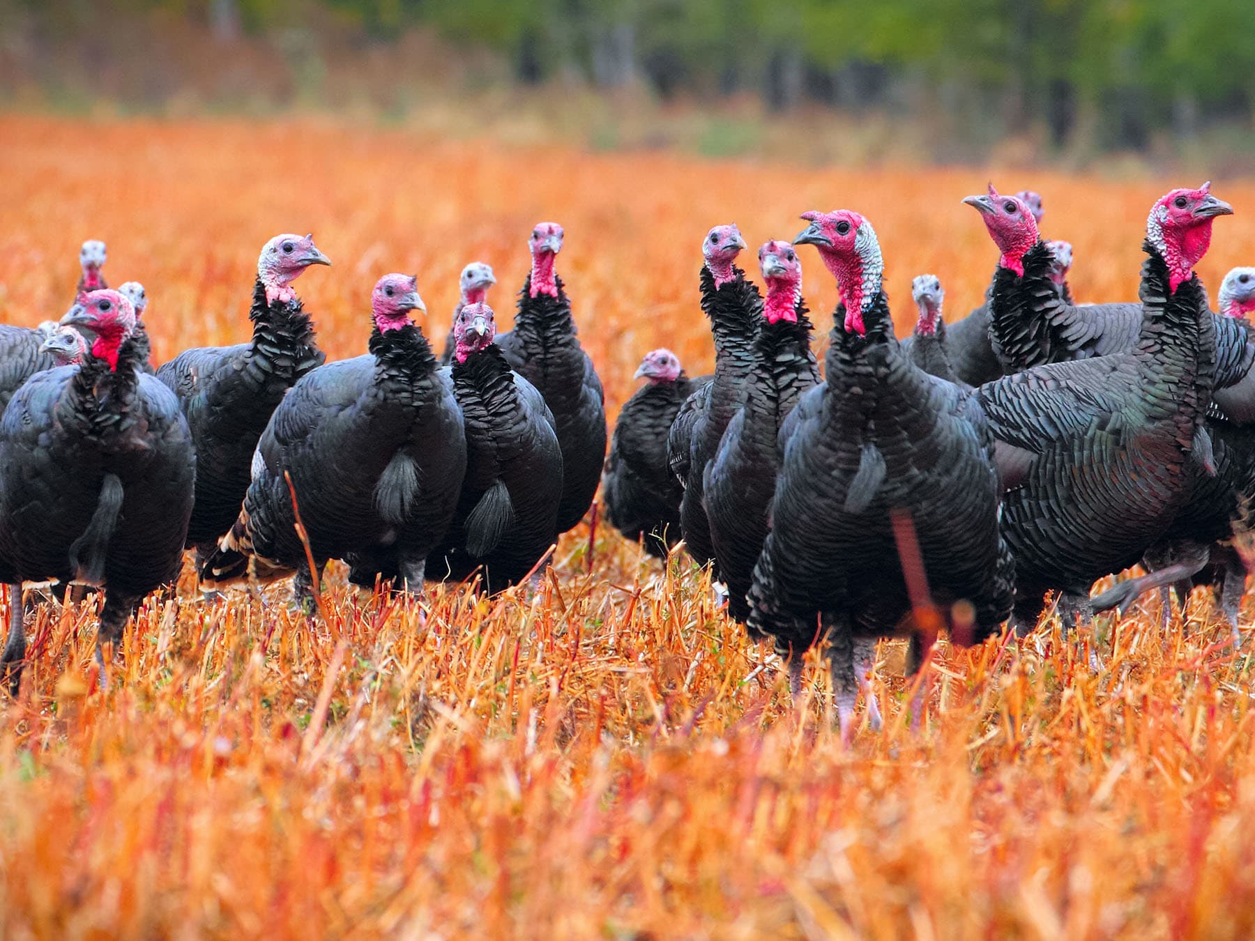 What Do You Call a Group of Turkeys? From 'Gangs' to 'Rafts