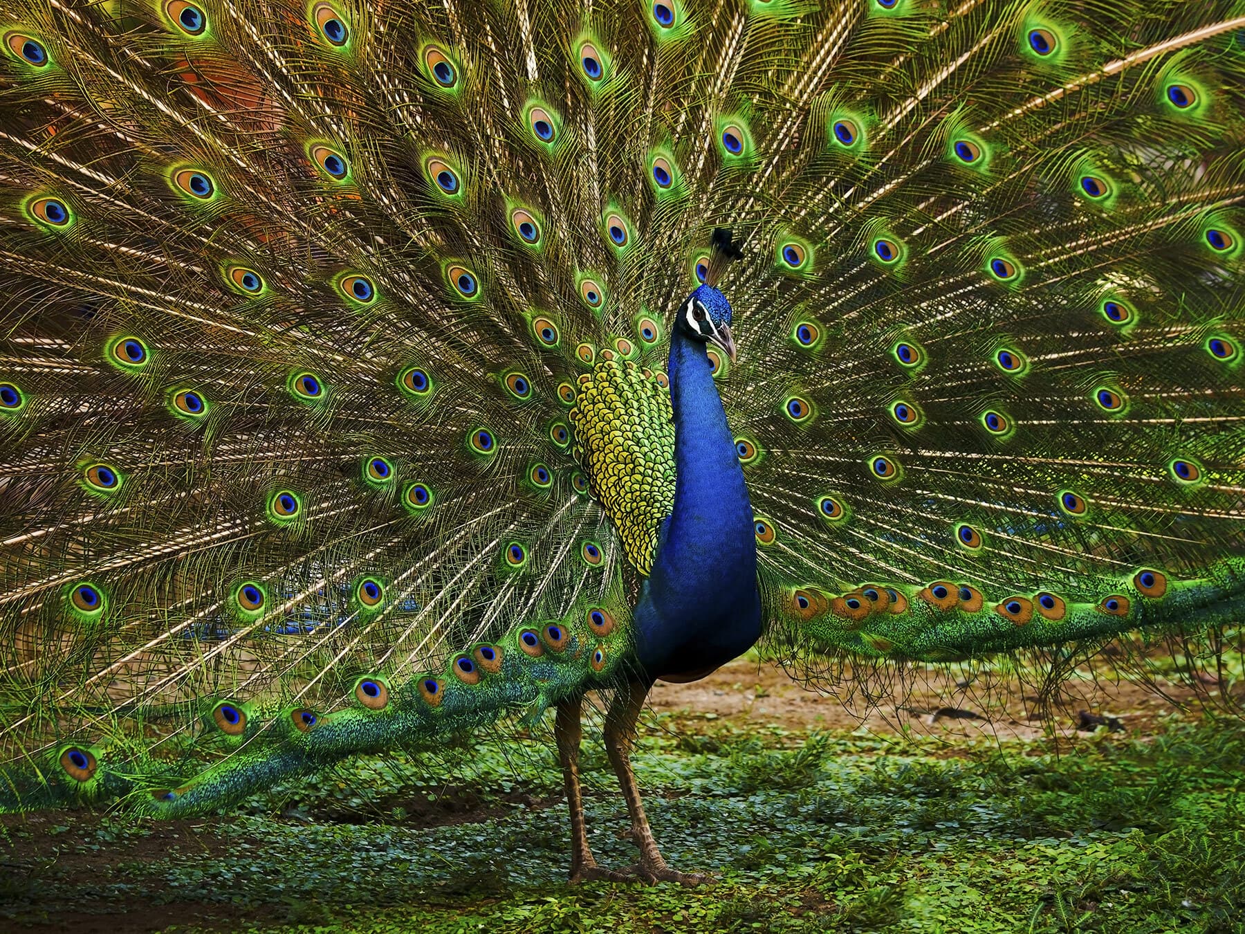 What Is The National Bird of India? (And Why)