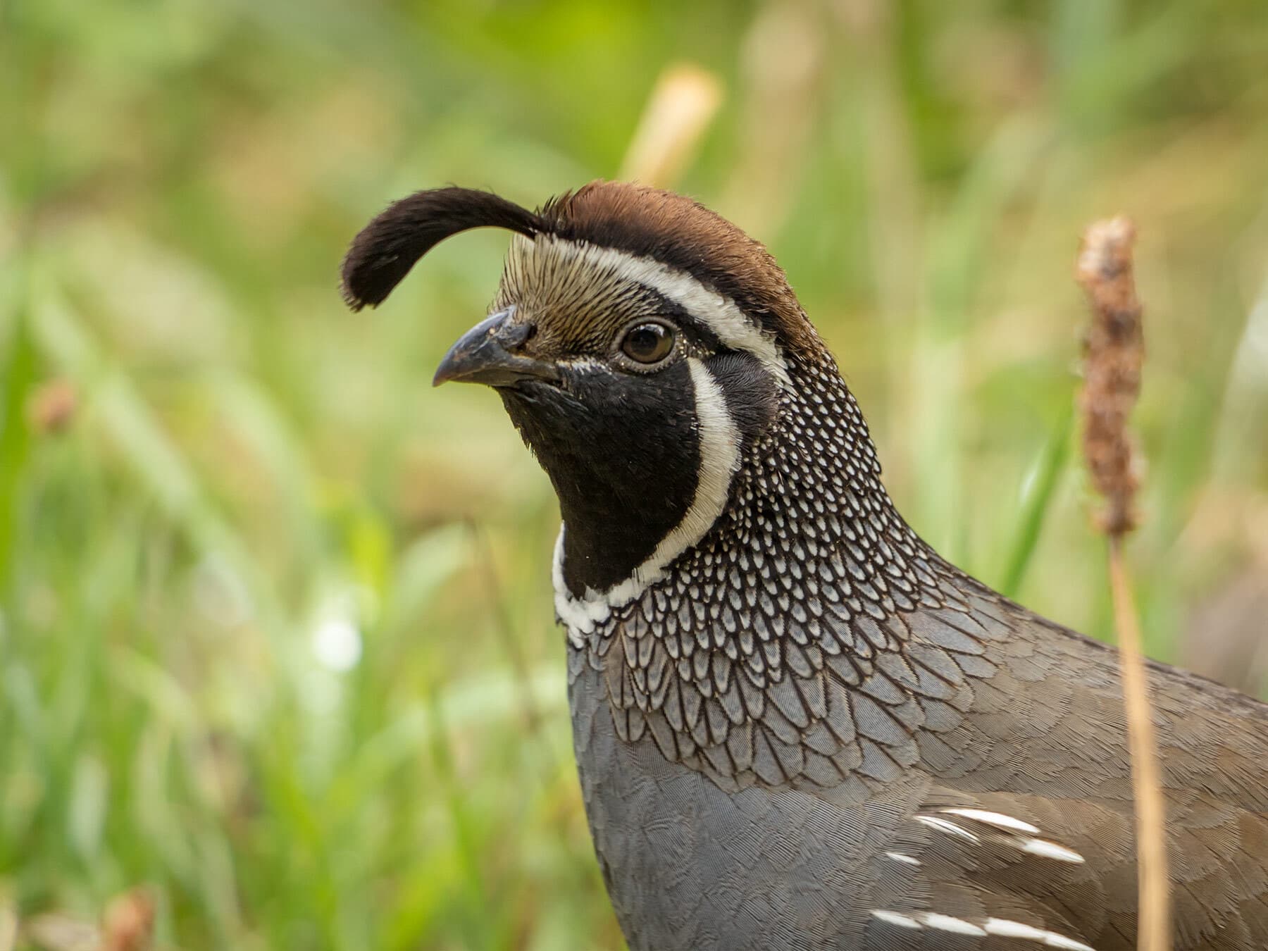 California Quail