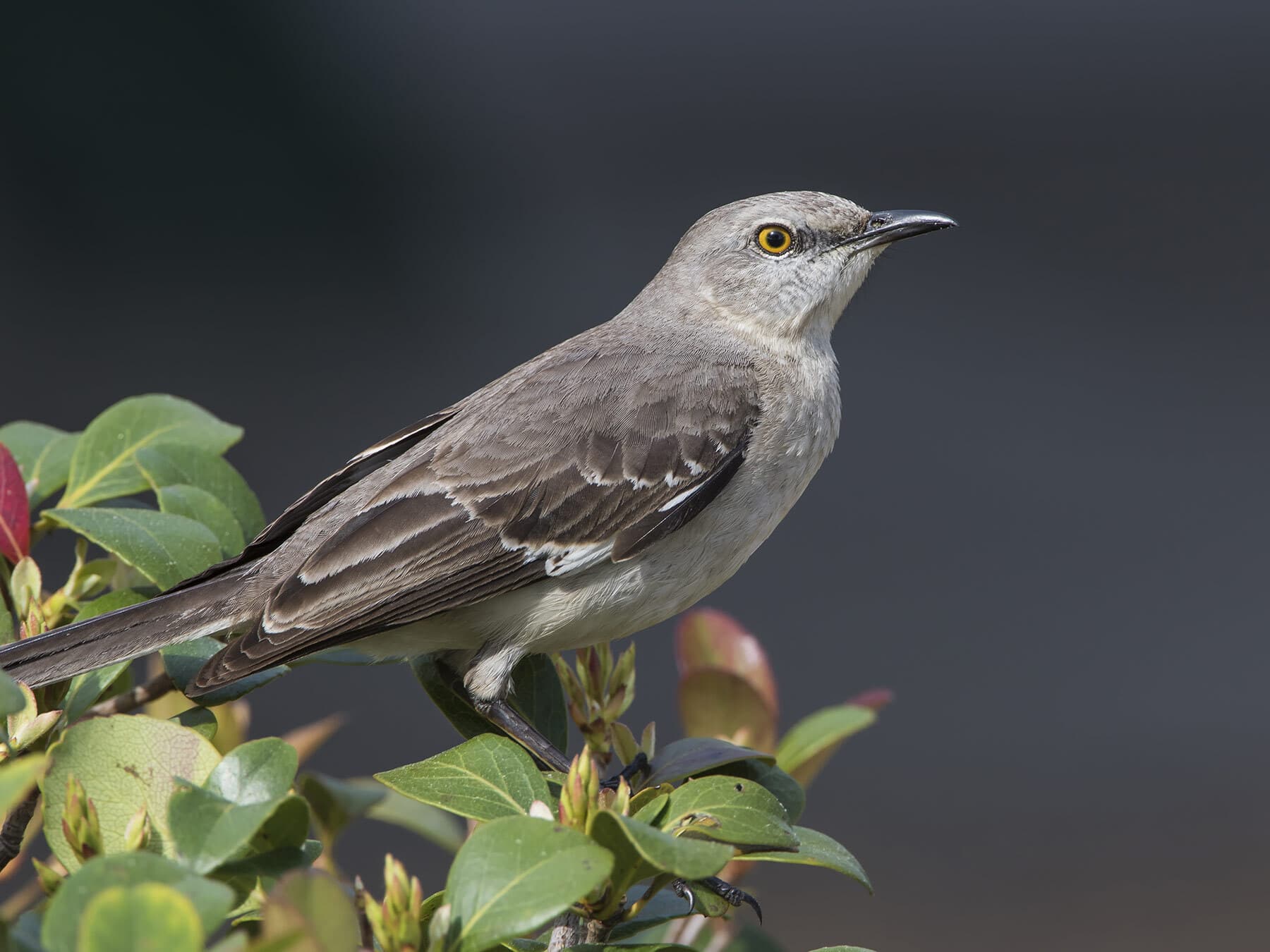 Northern Mockingbird