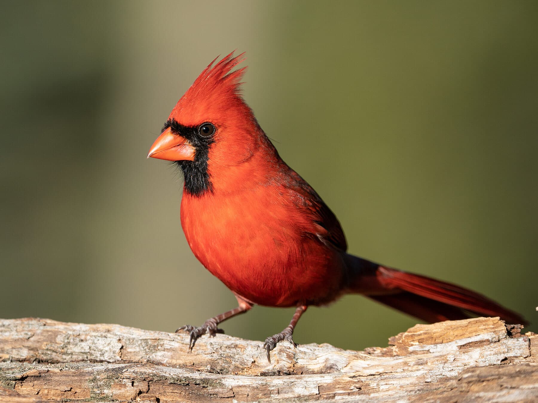 Northern Cardinal