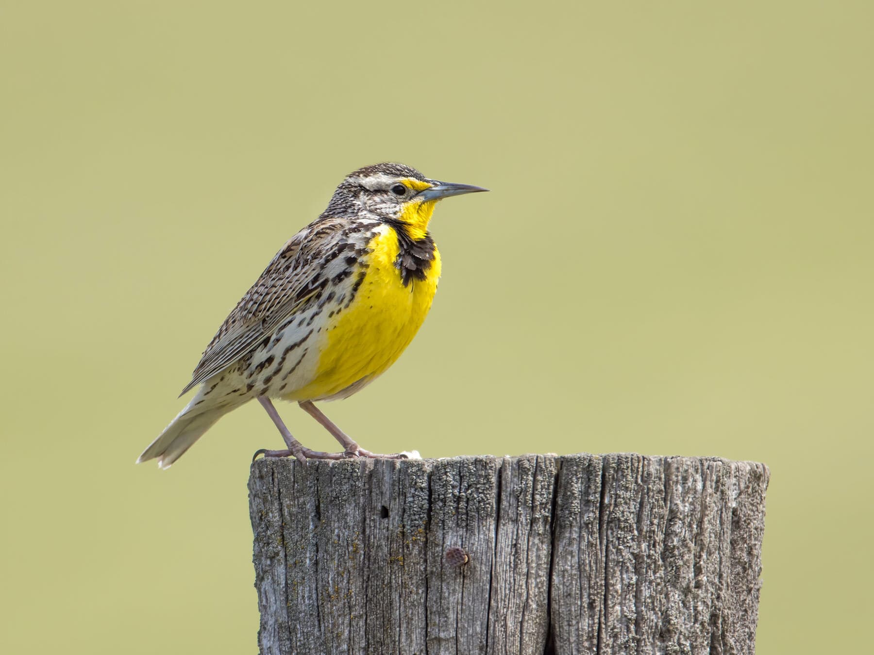 Western Meadowlark