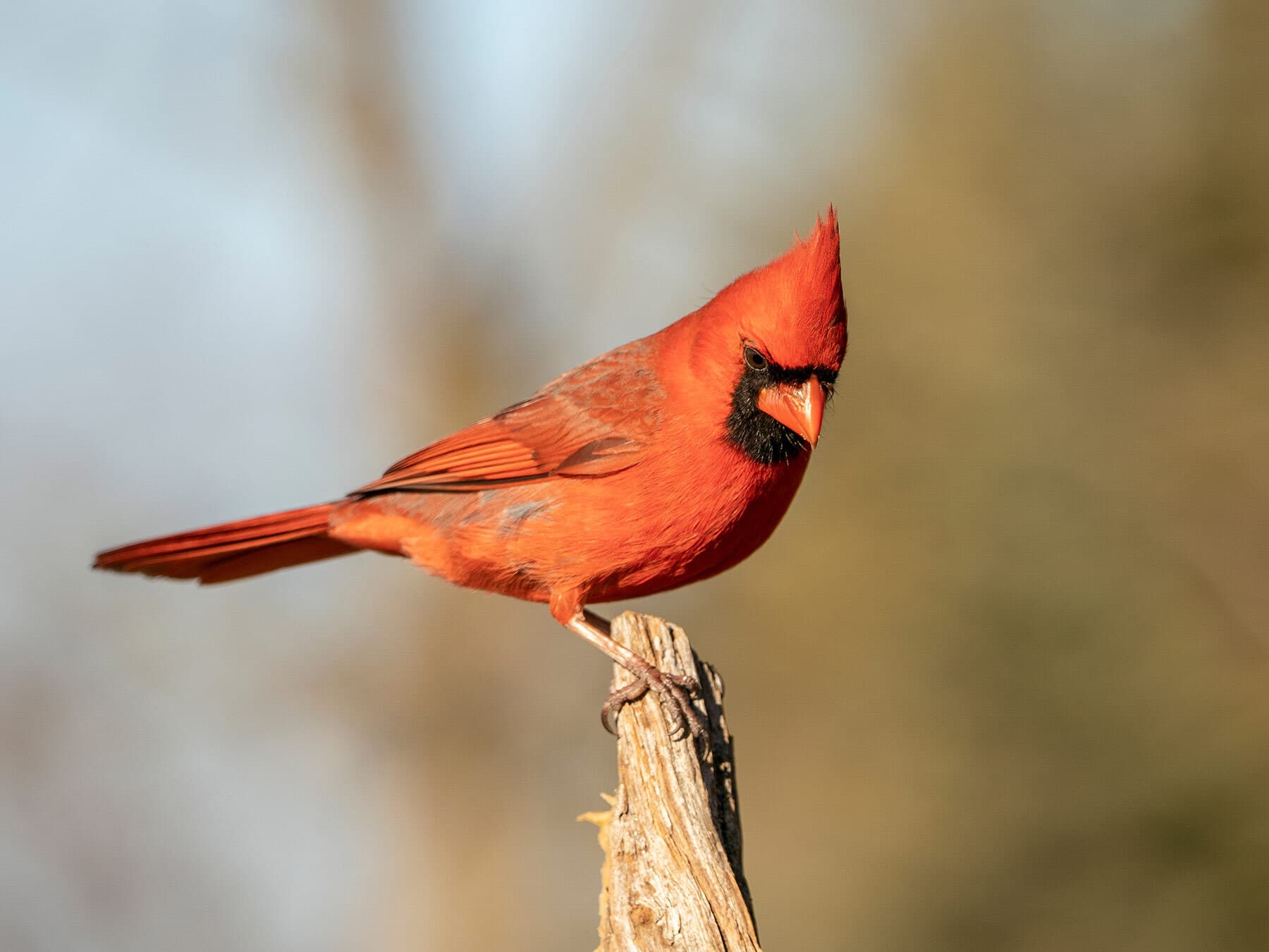 Northern Cardinal