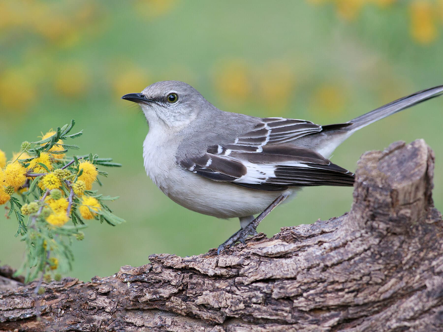 Northern Mockingbird