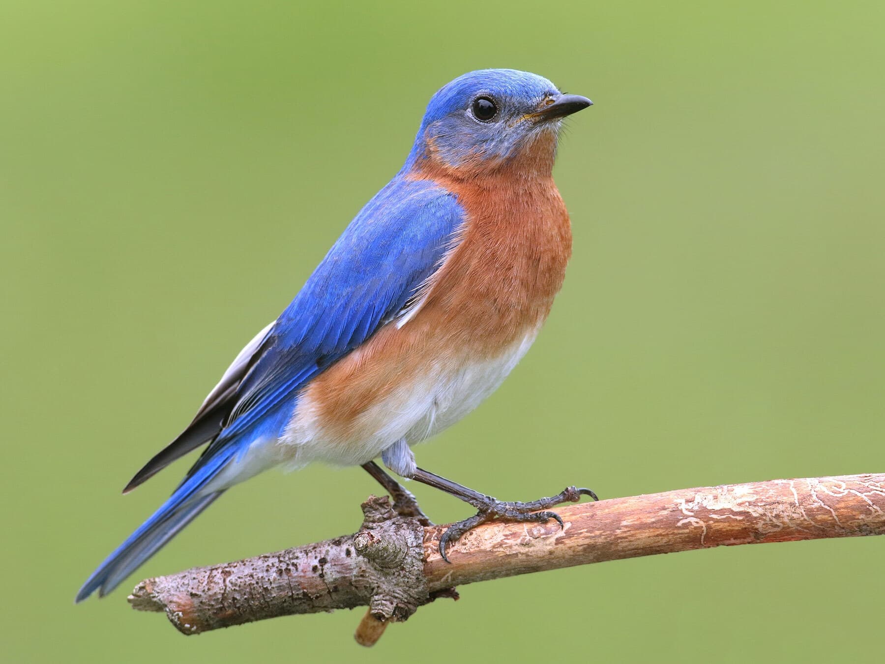 Eastern Bluebird