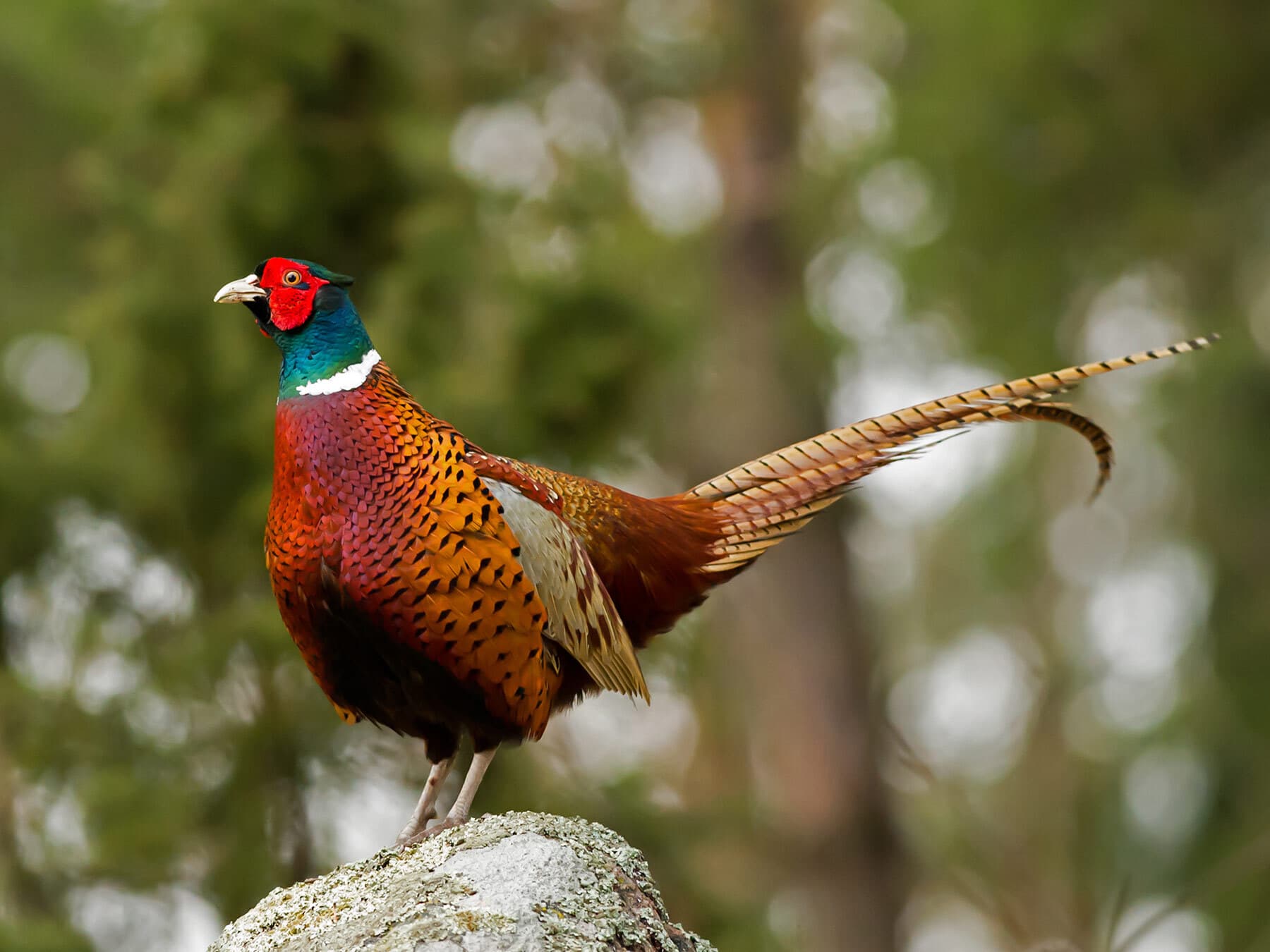 Ring-necked Pheasant