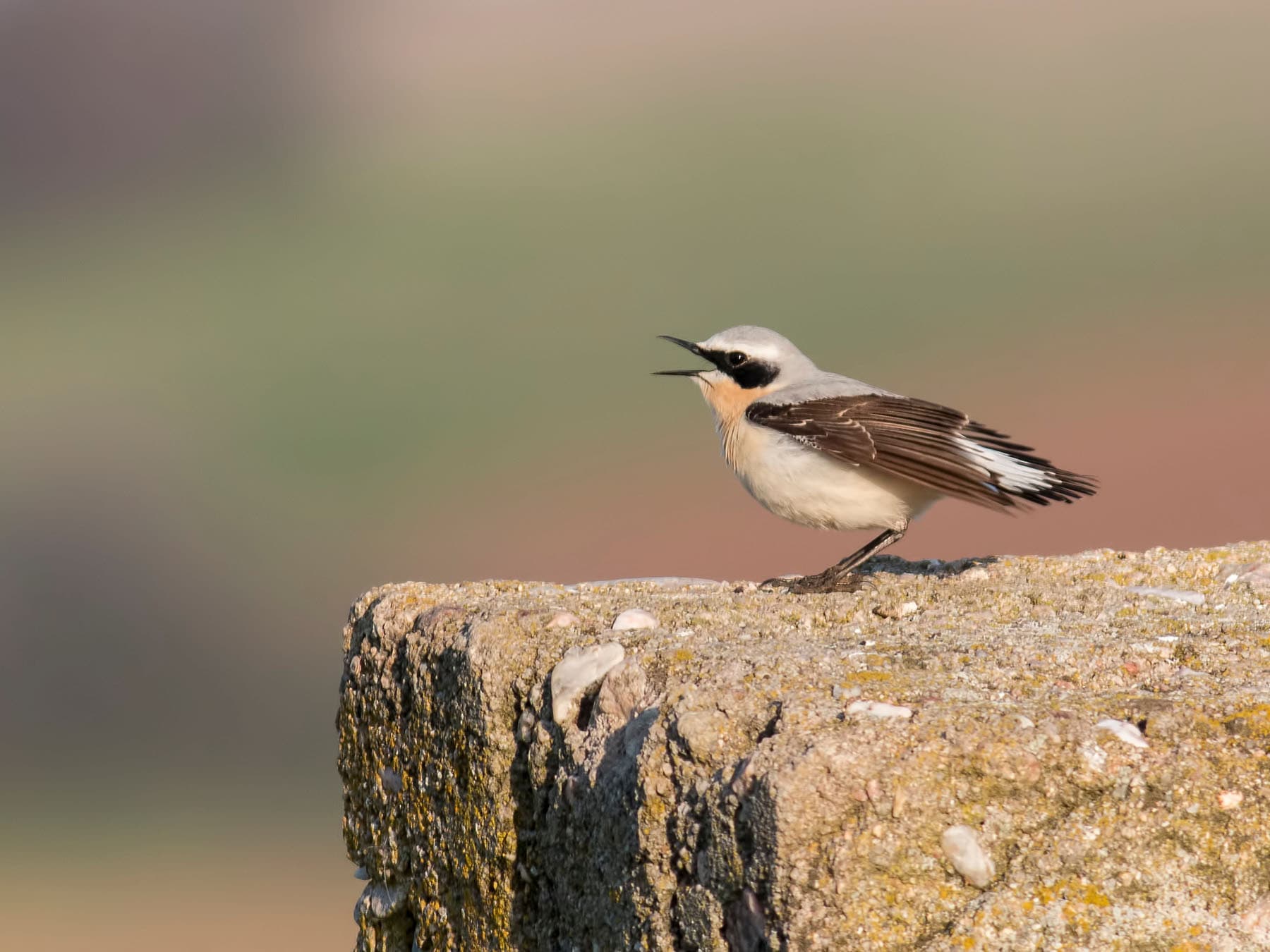 Northern Wheatear calling whilst perched on a rock