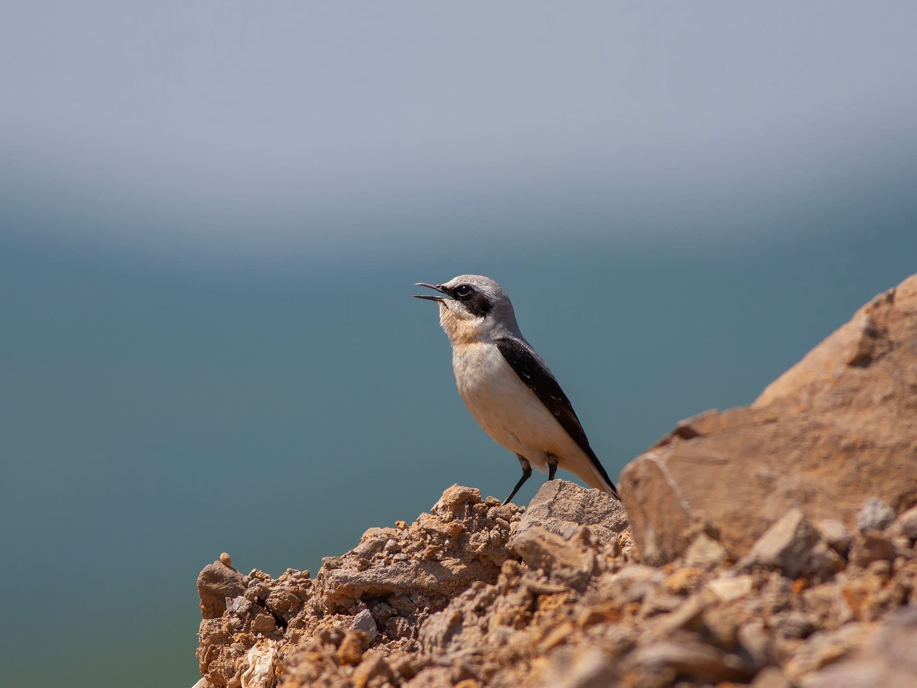 In the UK, Wheatears are listed in the Amber category