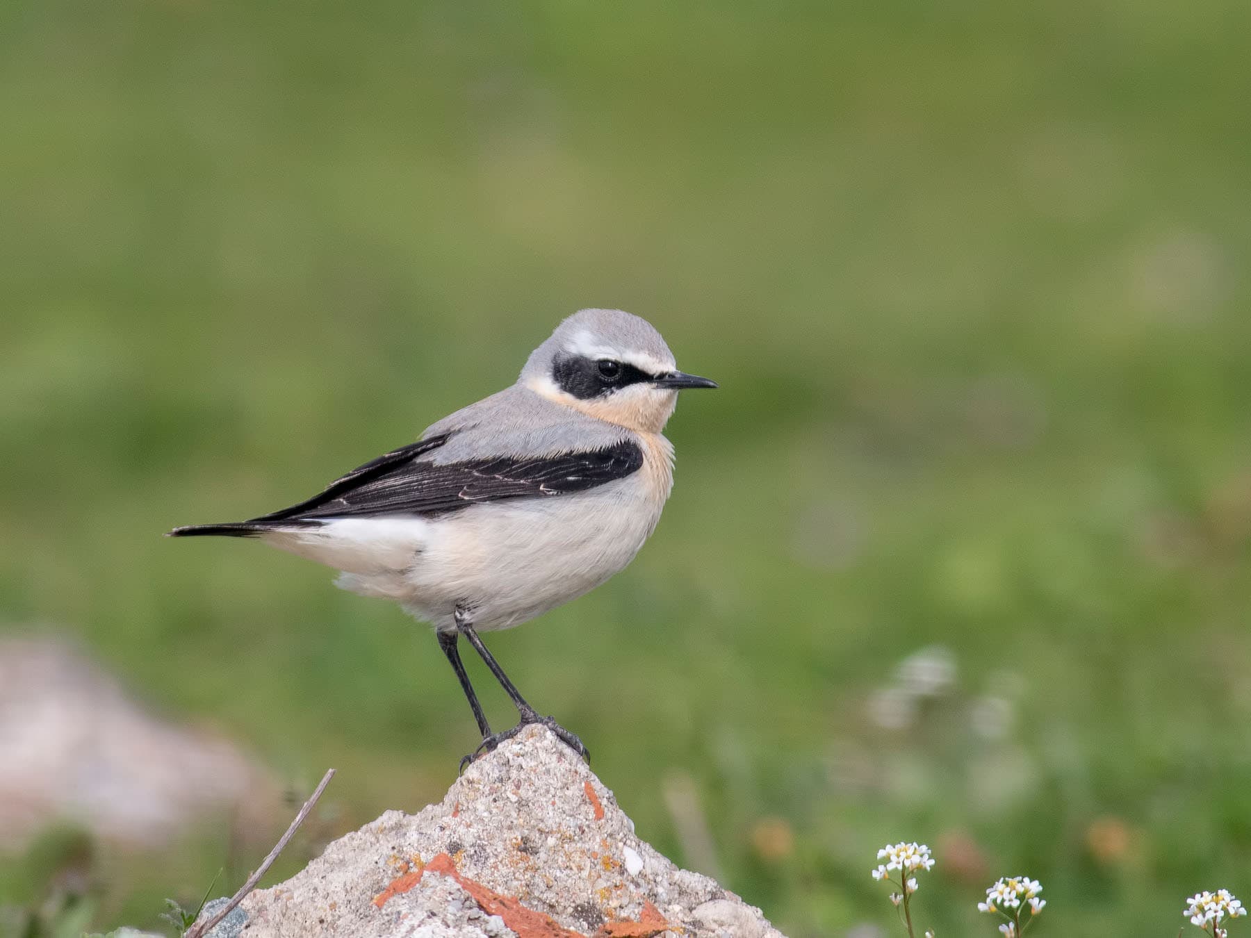 Upland habitats, mainly in parts of northern, western, south-western England, as well as Scotland and Wales are where Wheatears are present in the Summer