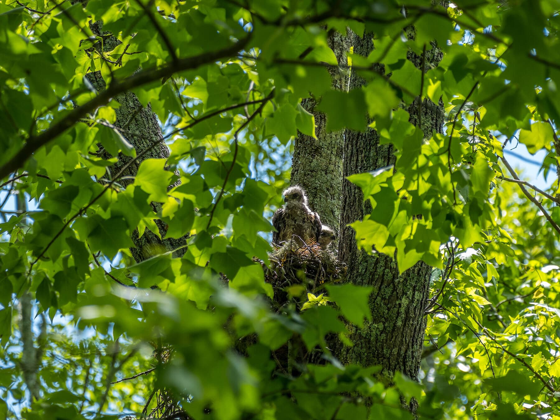 Cooper's Hawk Nesting (All You Need To Know) | Birdfact