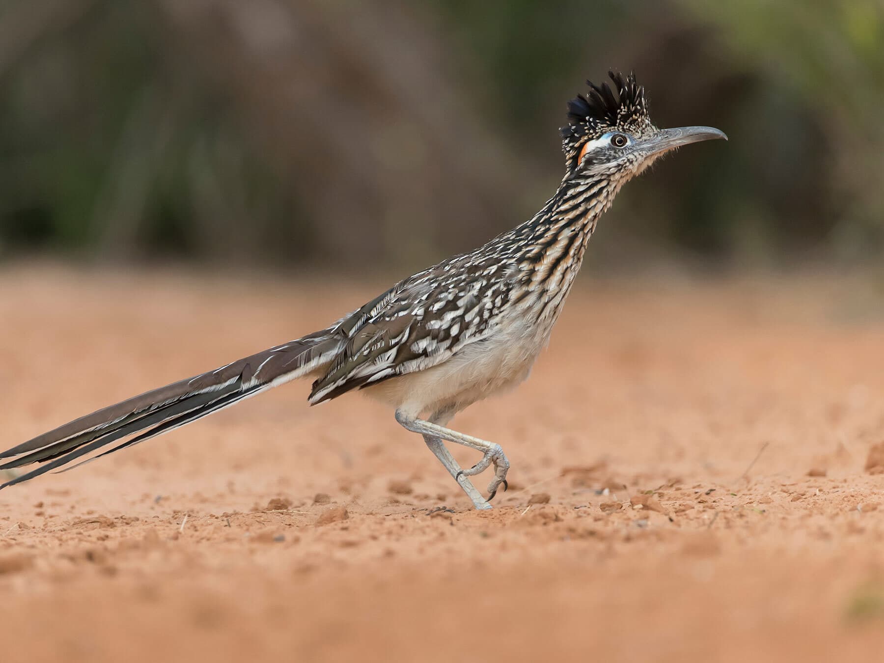 Where Do Roadrunners Nest?