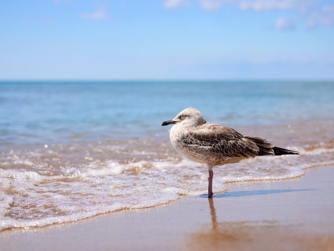 Where Do Seagulls Sleep? (Location, Habits and Behavior) Birdfact