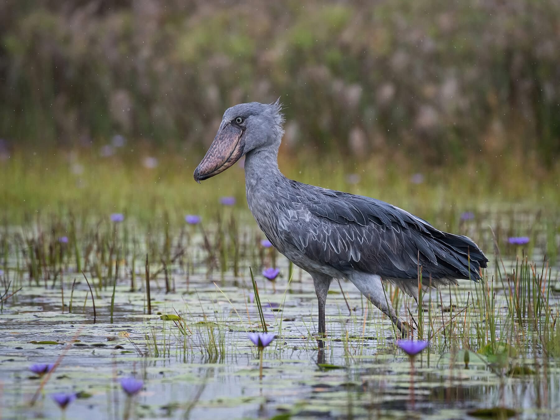 Where Do Shoebill Storks Live? (Habitat + Distribution)