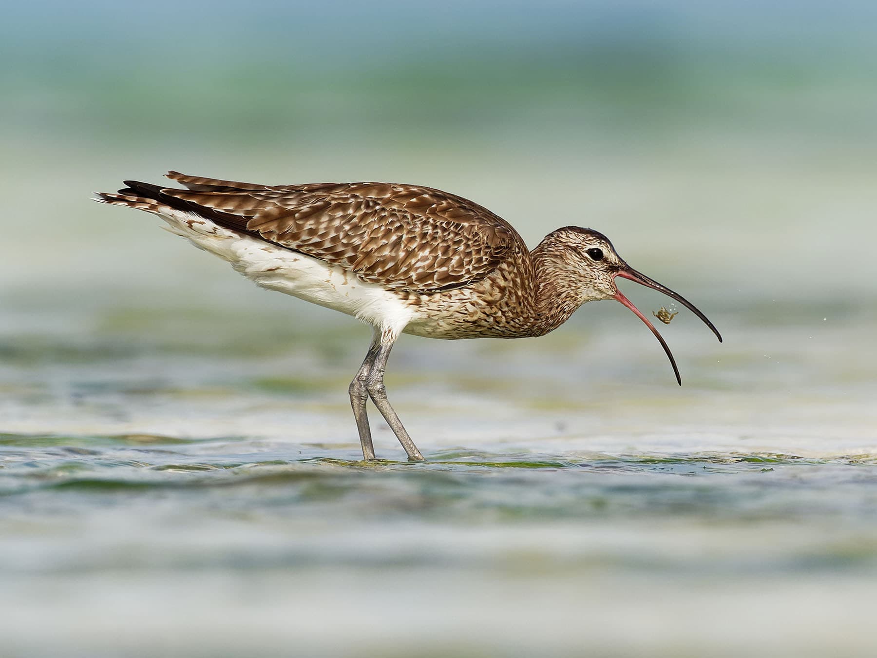 Whimbrel feeding on a small crab
