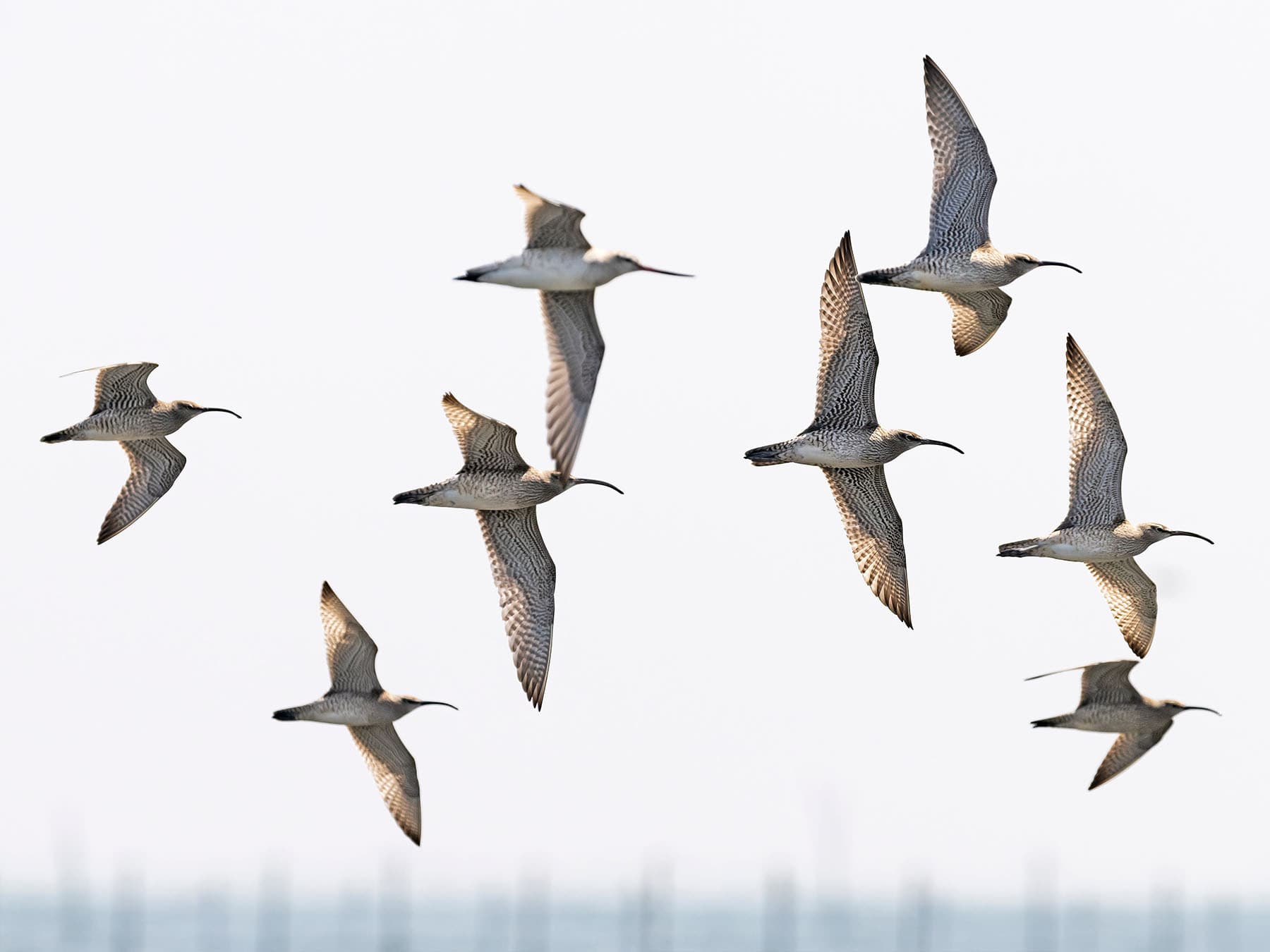 A flock of Whimbrel in flight