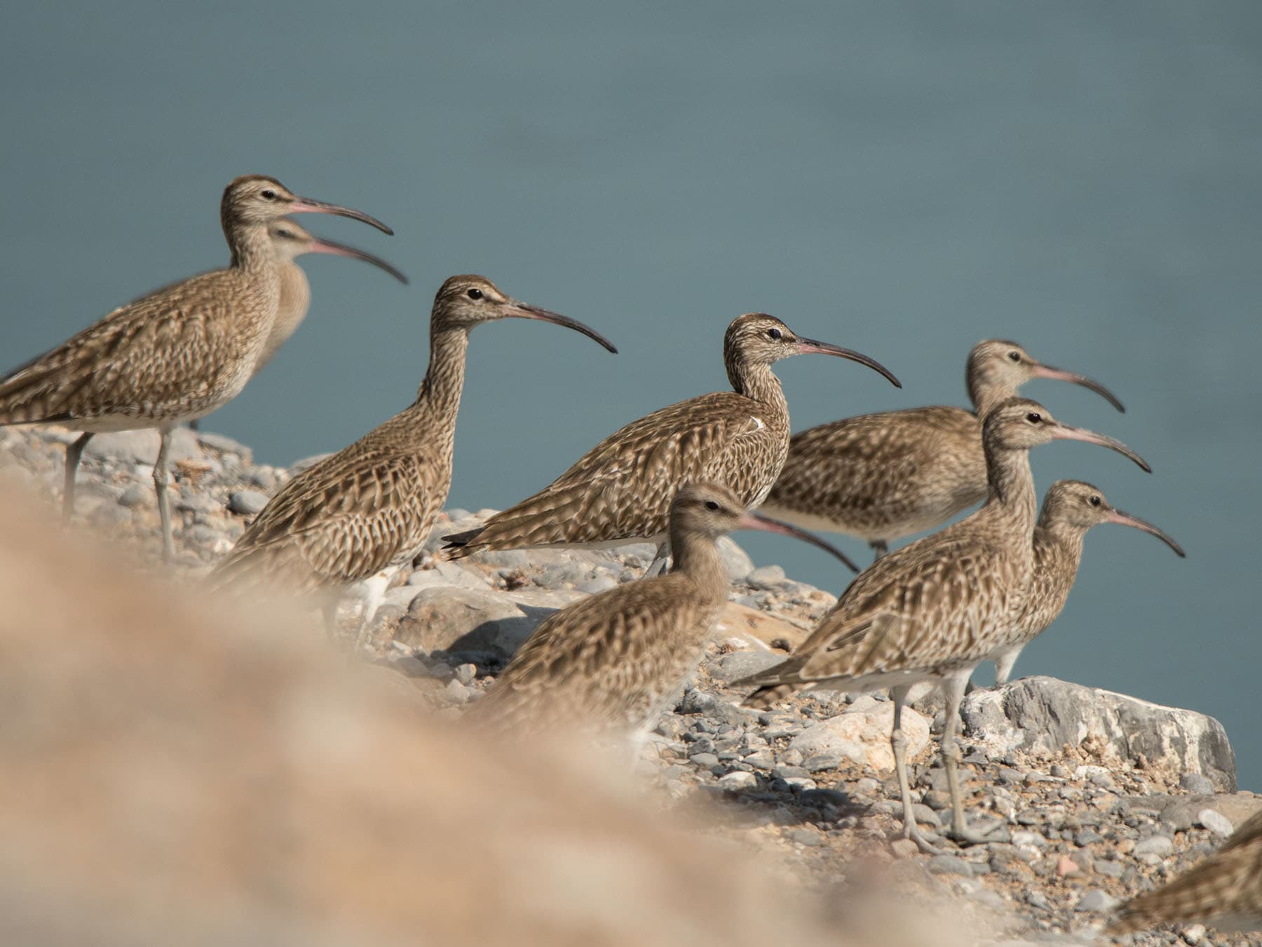 A flock of Whimbrel