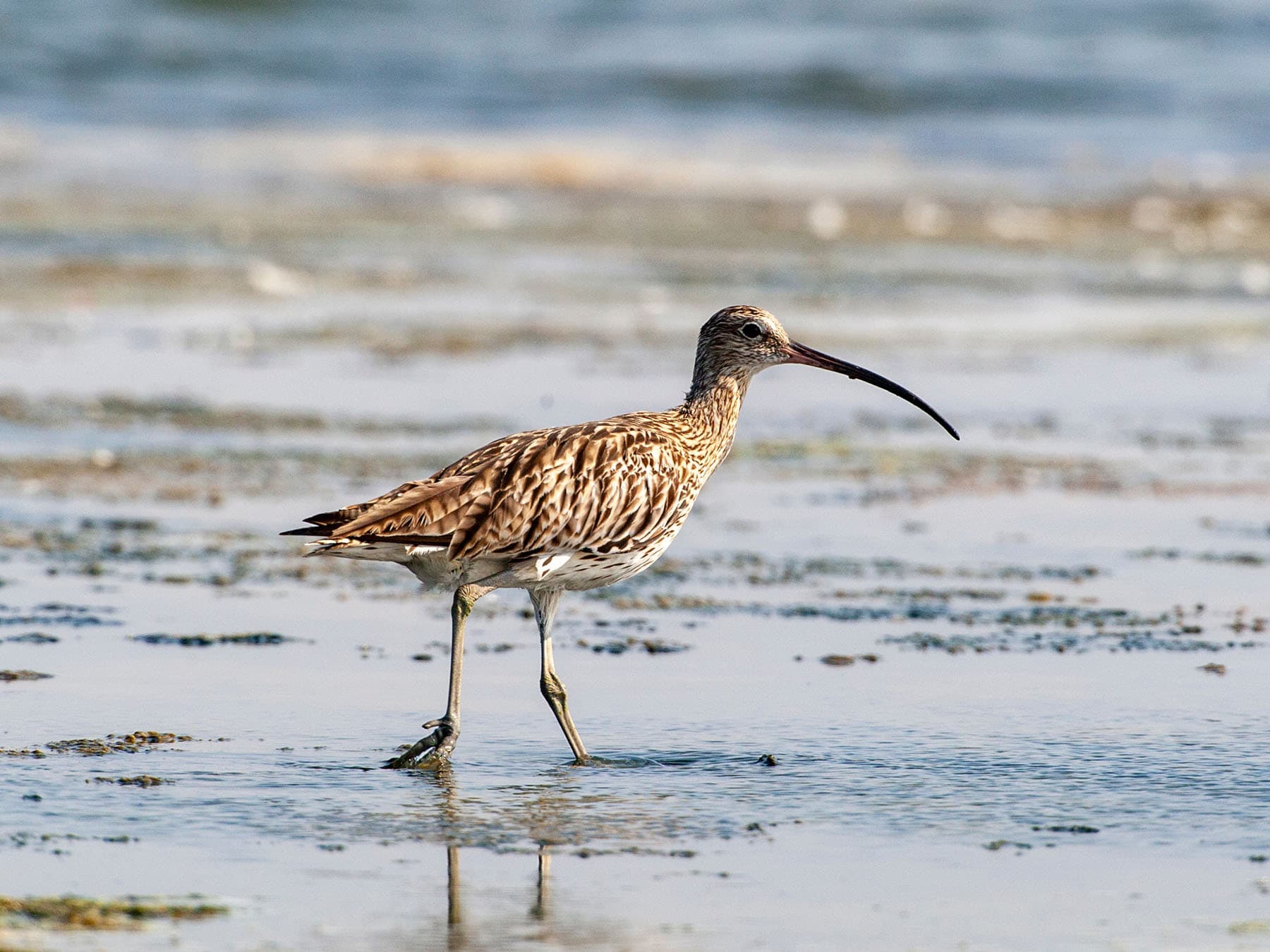 Whimbrel wading through its natural habitat