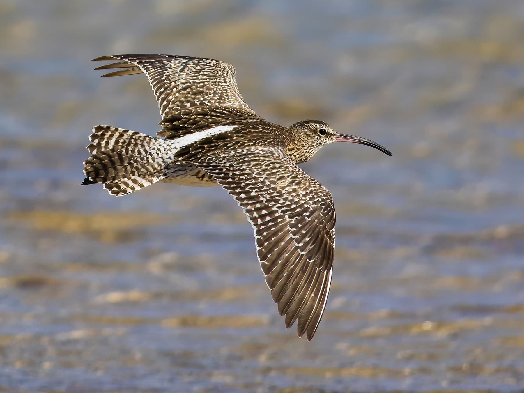 Close up of a Whimbrel in flight
