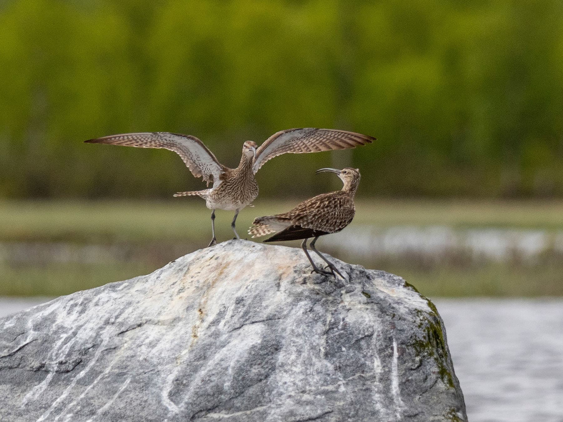 A pair of Eurasian Whimbrel, perched on a rock