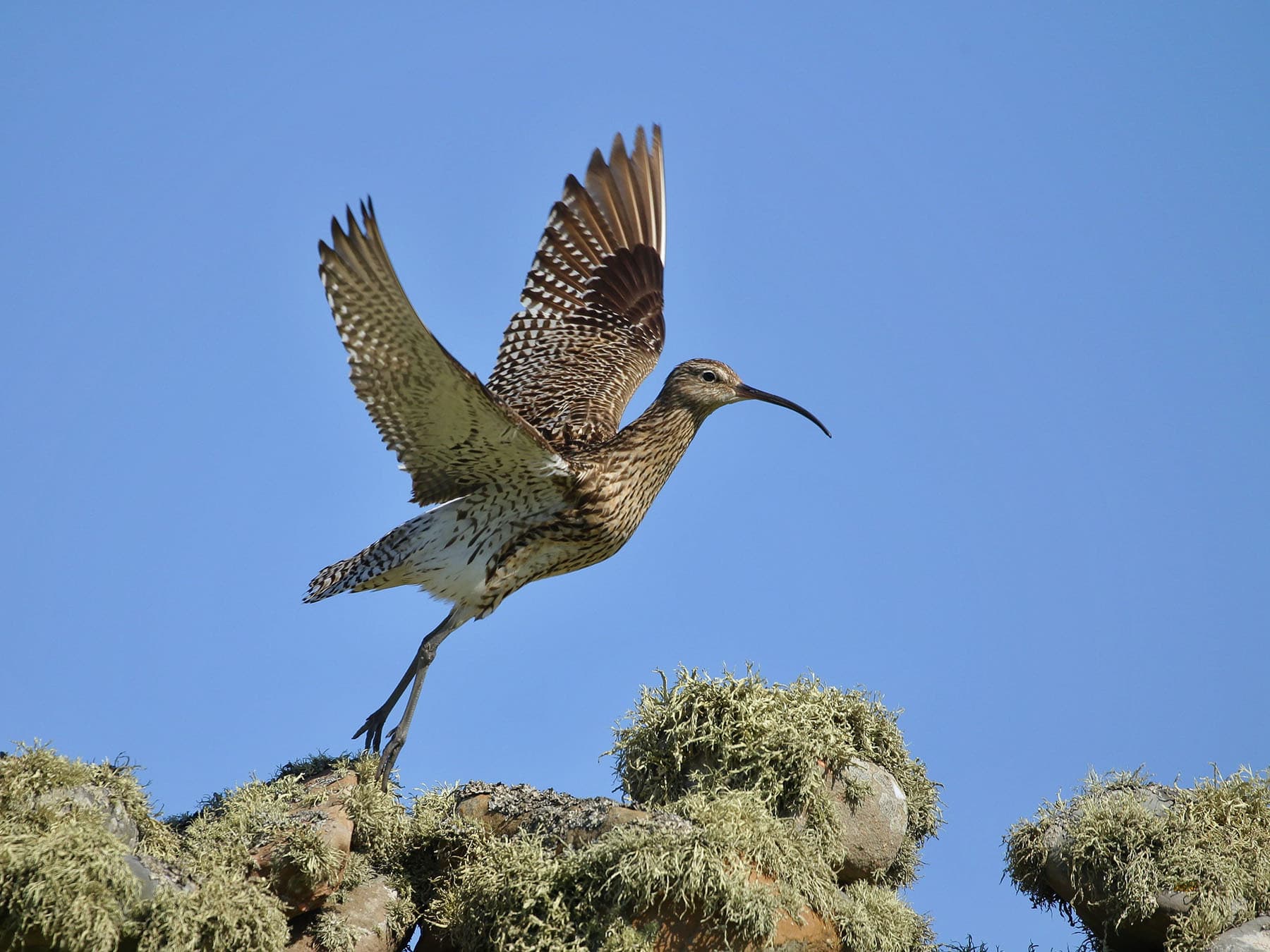 Whimbrel taking off for flight