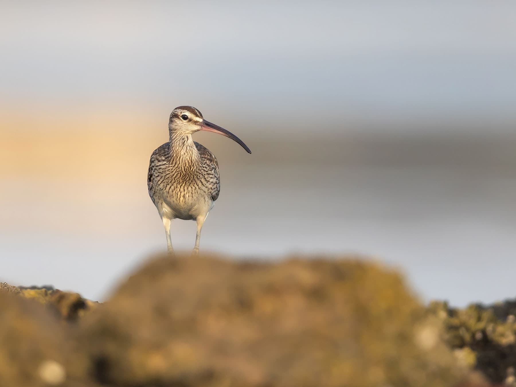 Eurasian Whimbrel wading amongst the rocks