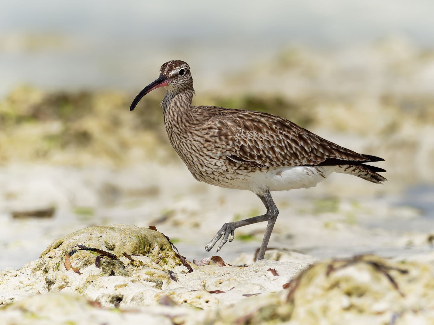 Whimbrel