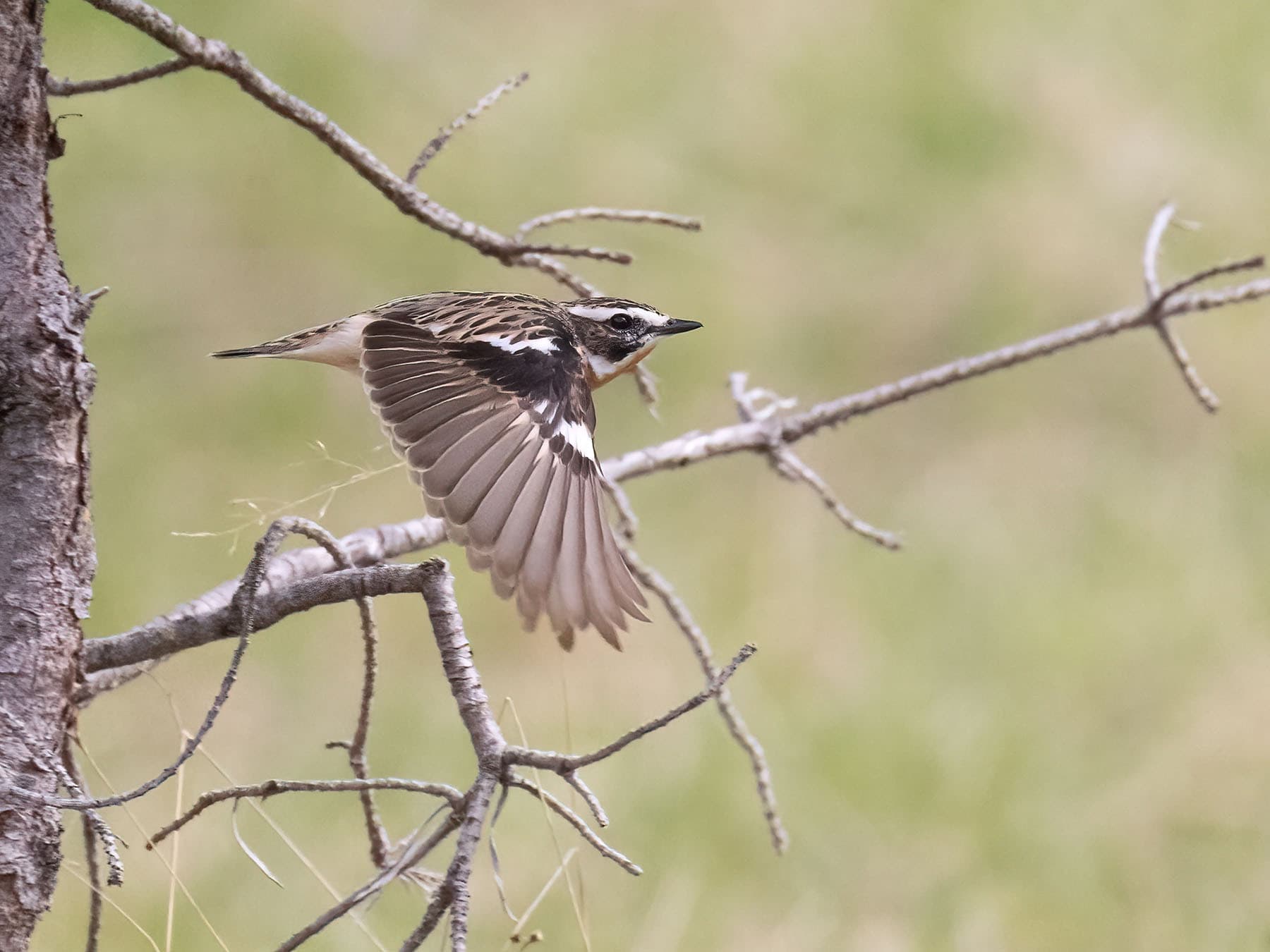 Whinchat in flight