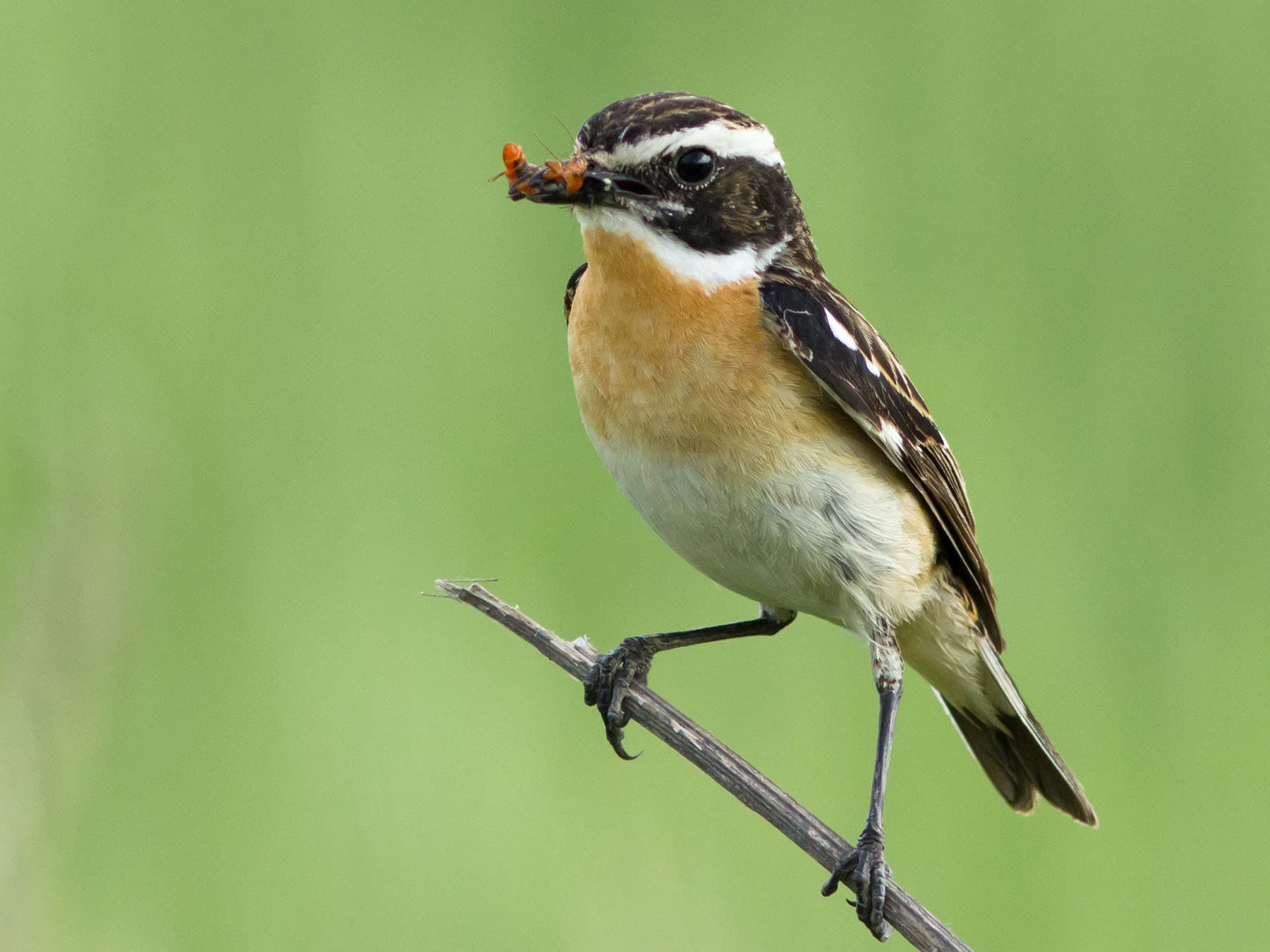 Whinchat with an insect in its beak