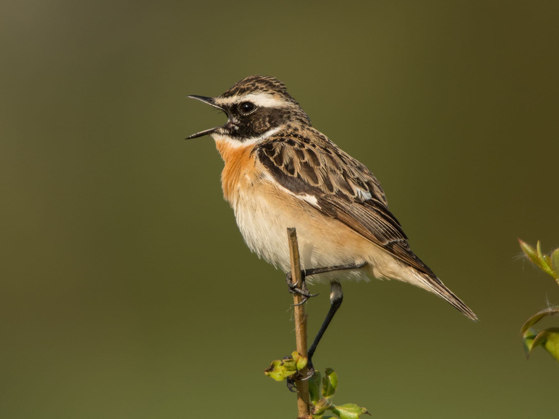Whinchat singing from the top of a tree