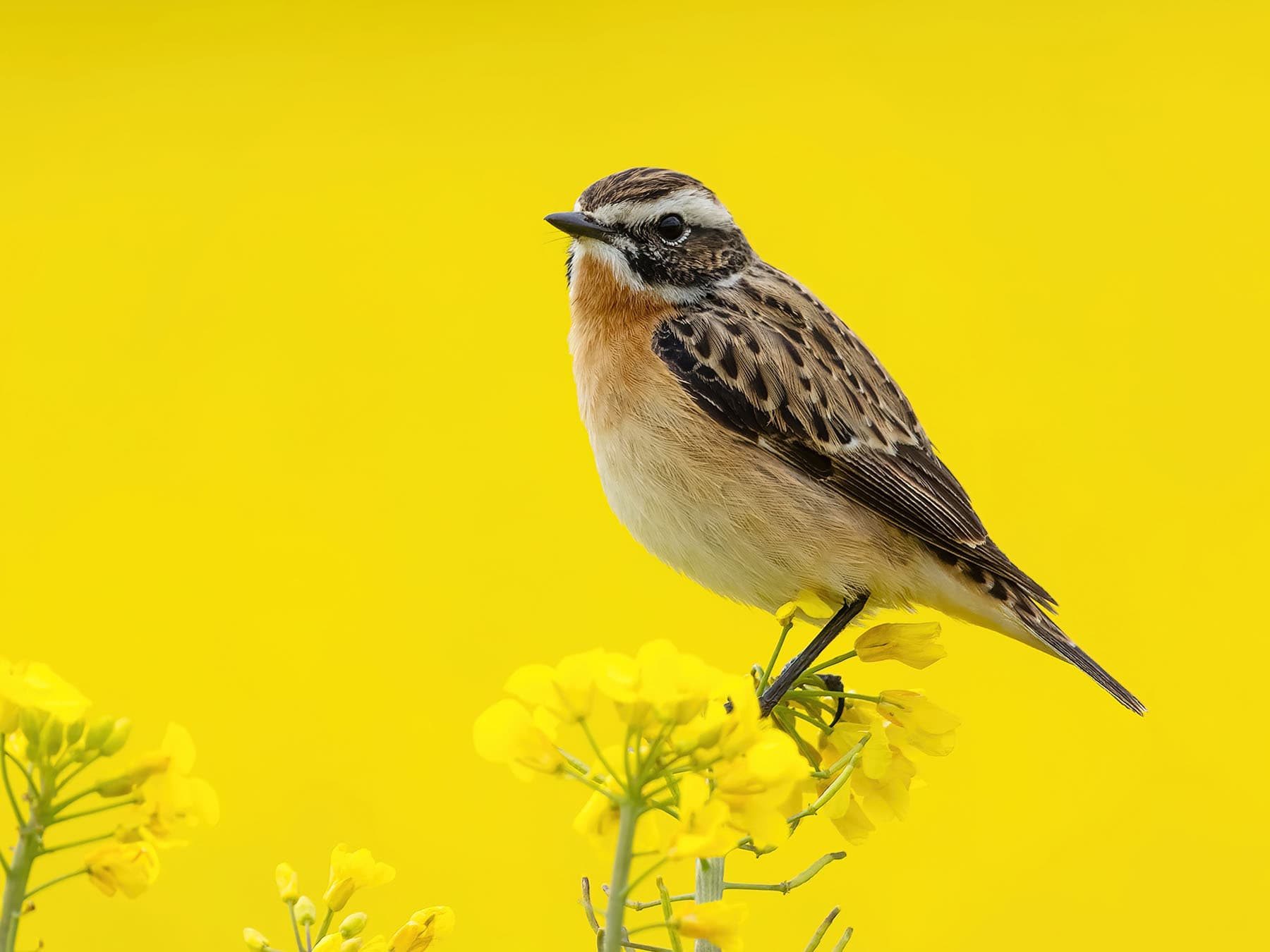 Male Whinchat perched in a yellow field