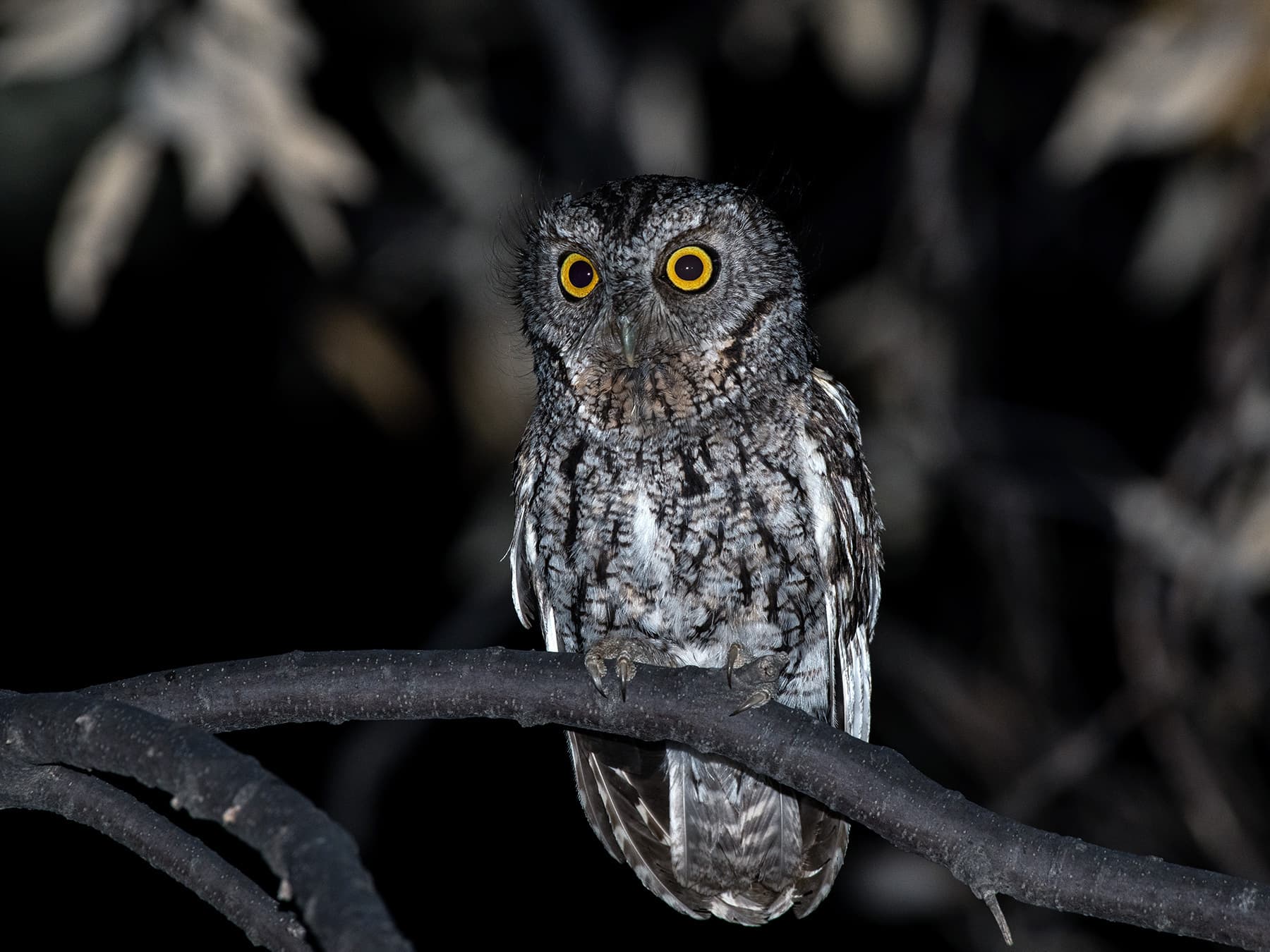 Whiskered Screech-Owl in woodland habitat
