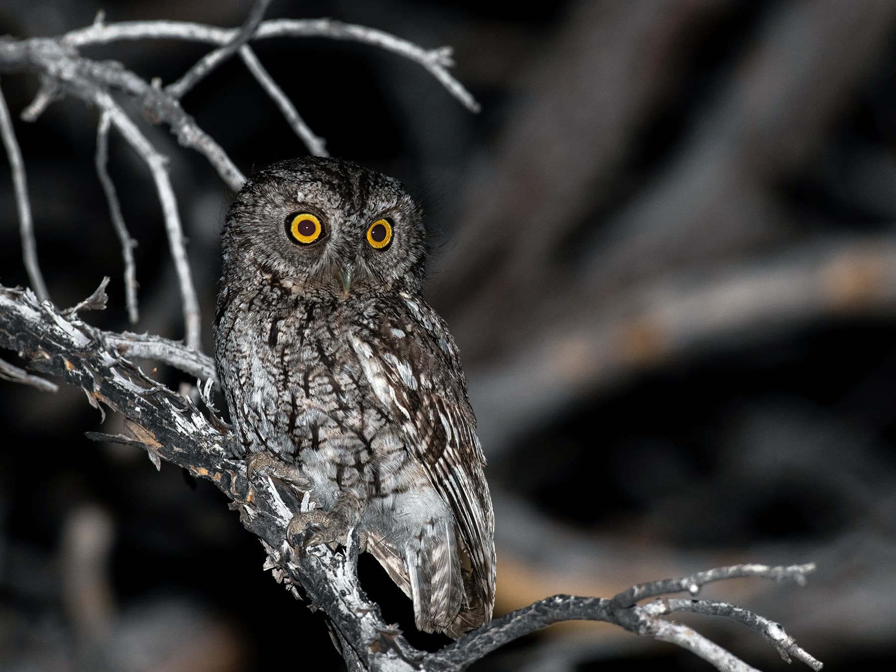 Whiskered Screech-Owl perching in the trees