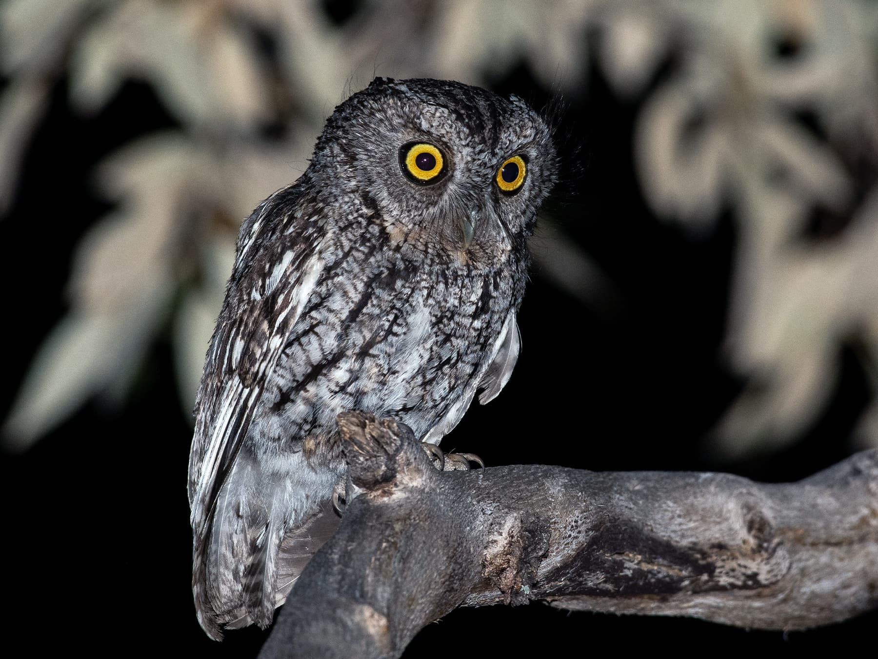 Whiskered Screech-Owl perched on a branch