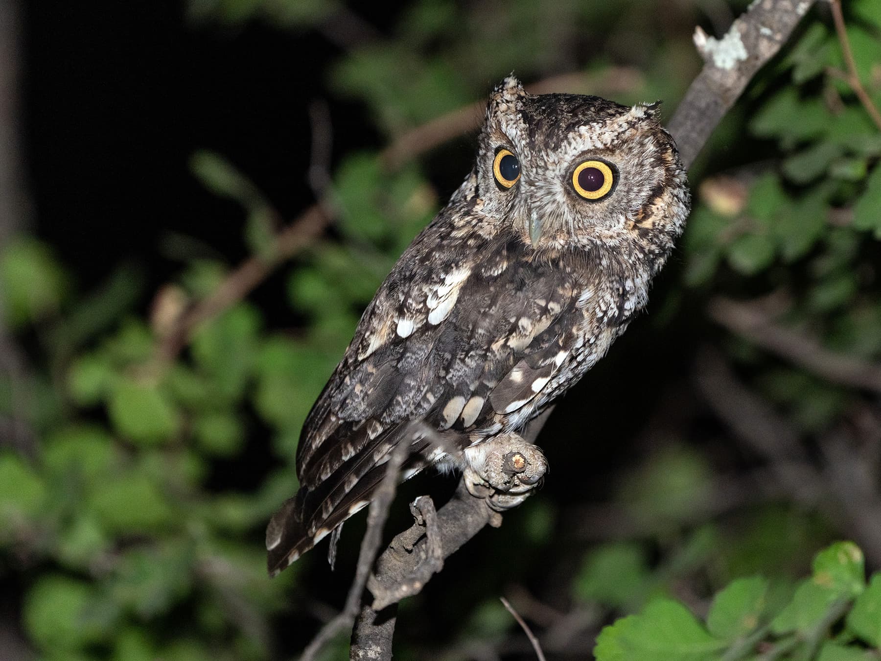 Whiskered Screech-Owl in natural habitat