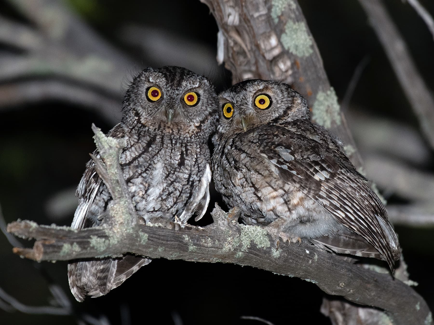Two Whiskered Screech-Owl perching together