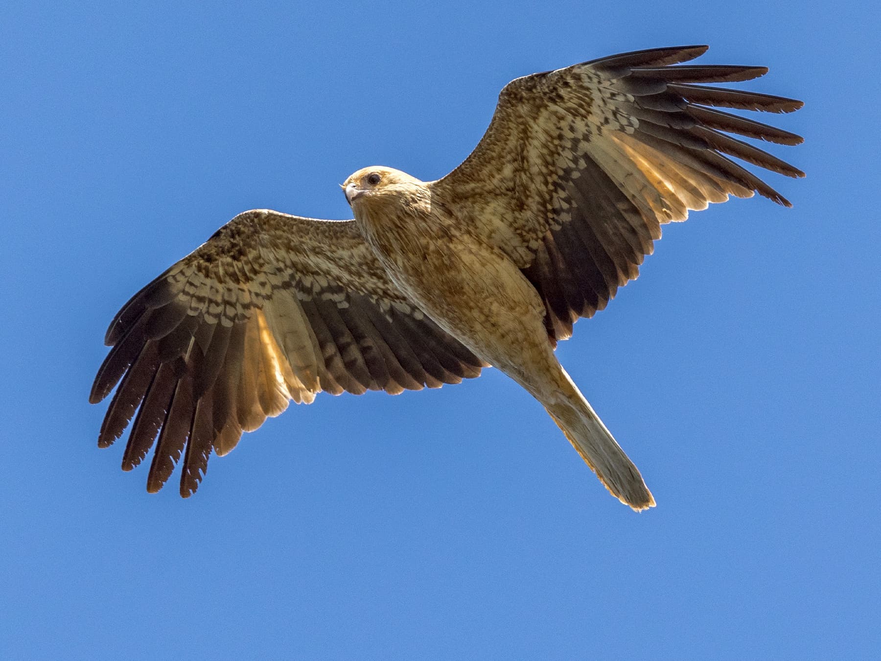 Whistling Kite in-flight