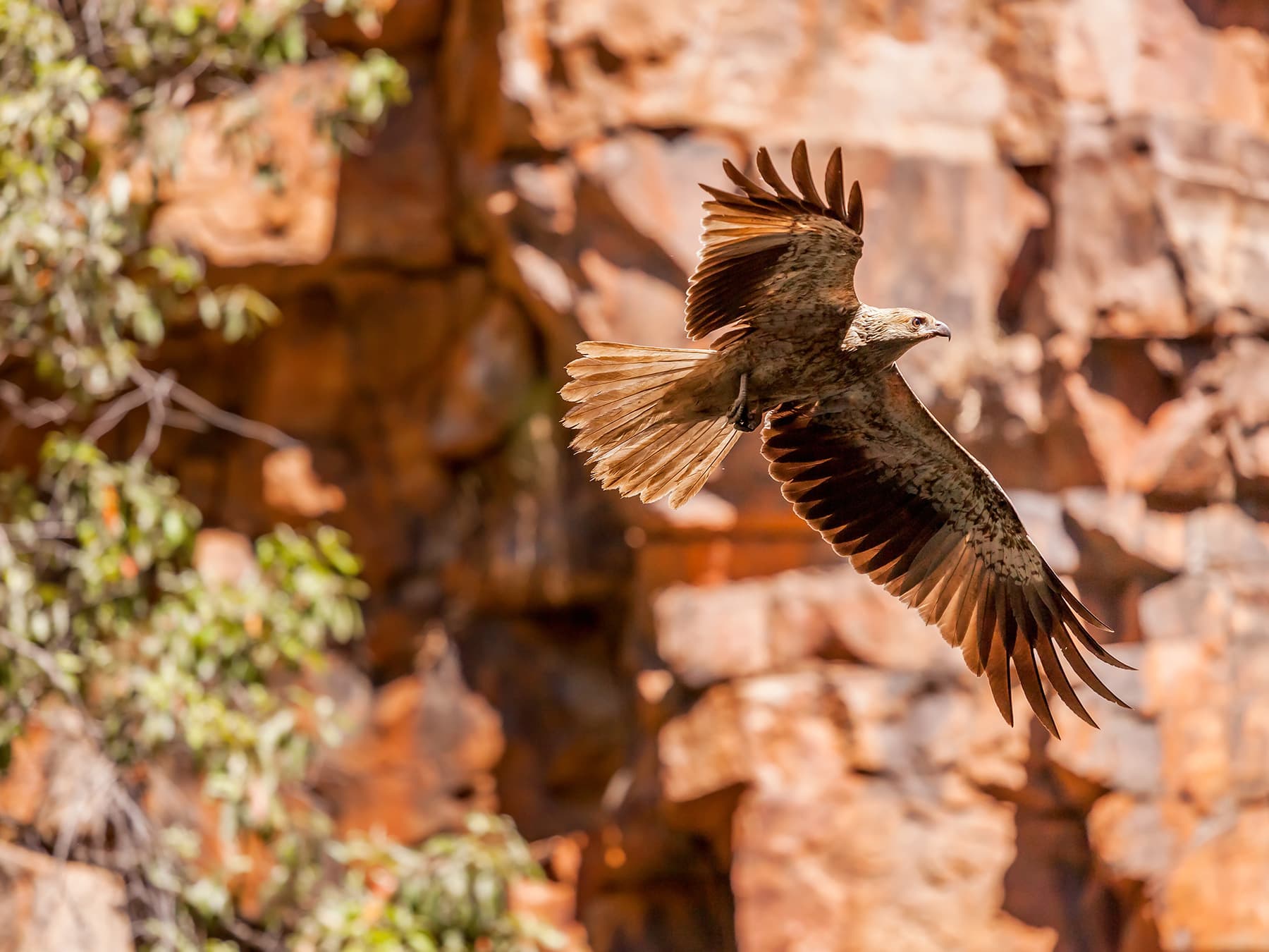 Whistling Kite in-flight