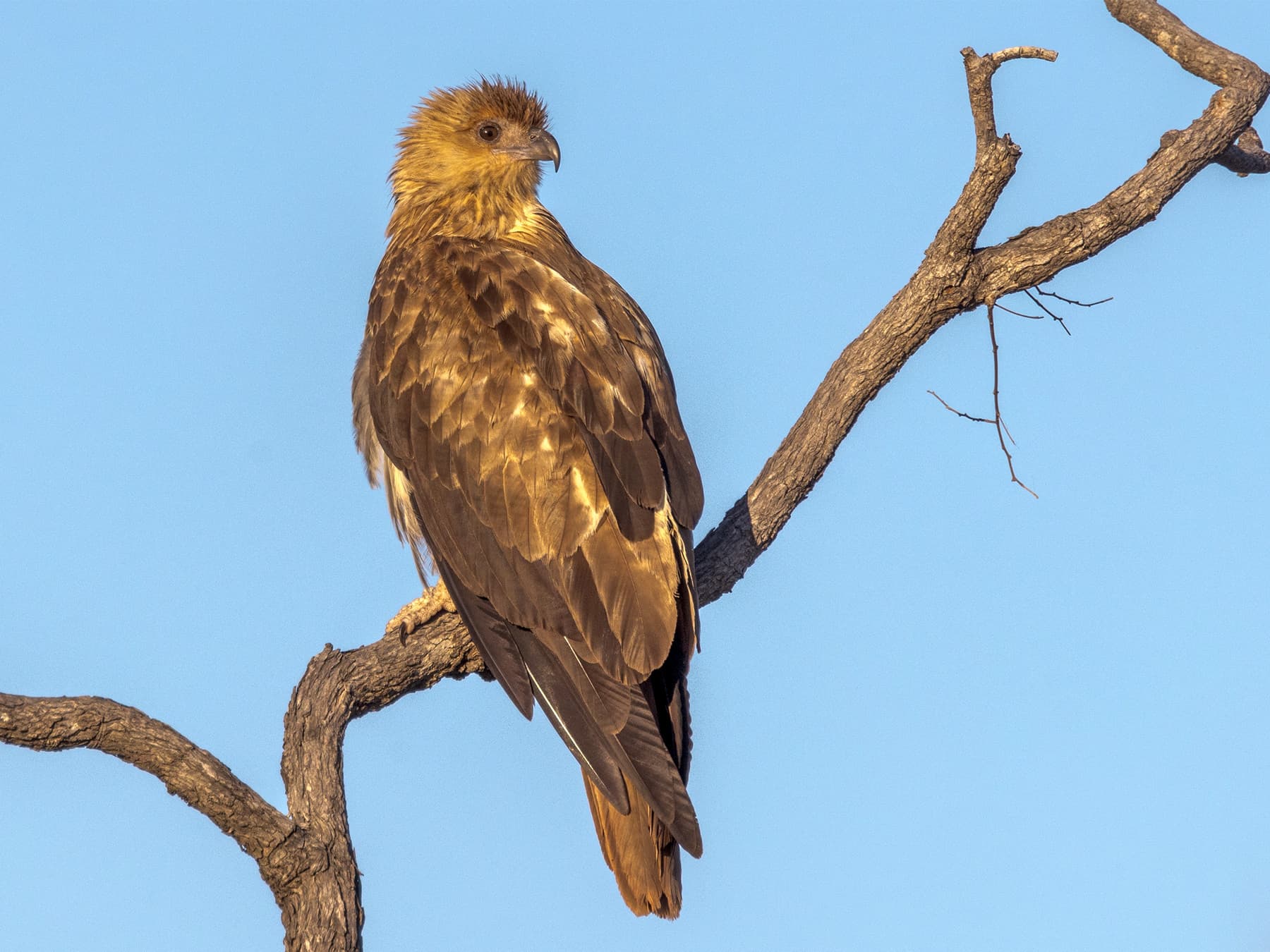 Whistling Kite looking out from the top of a tree
