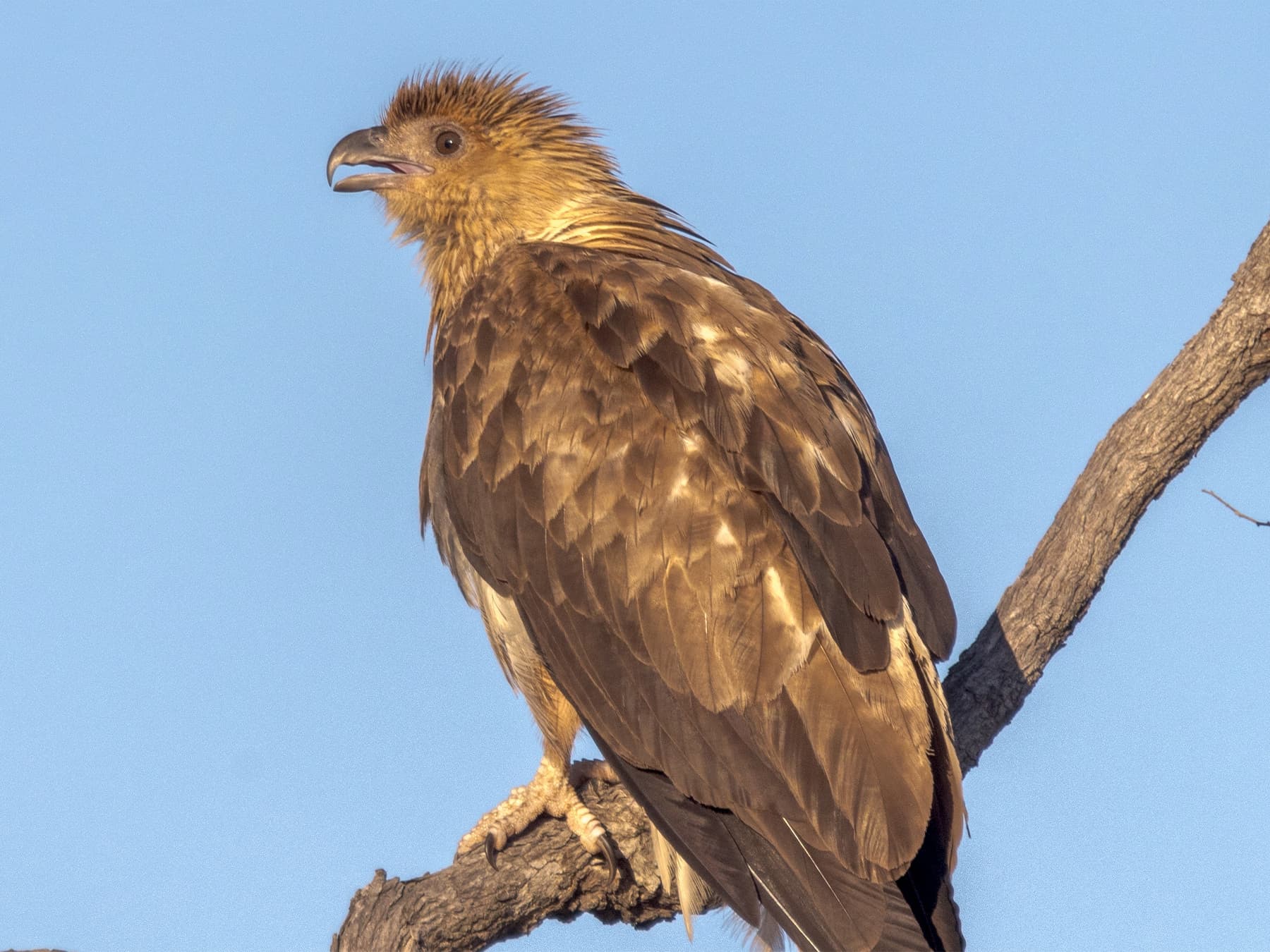 Whistling Kite perching on a branch in open habitat