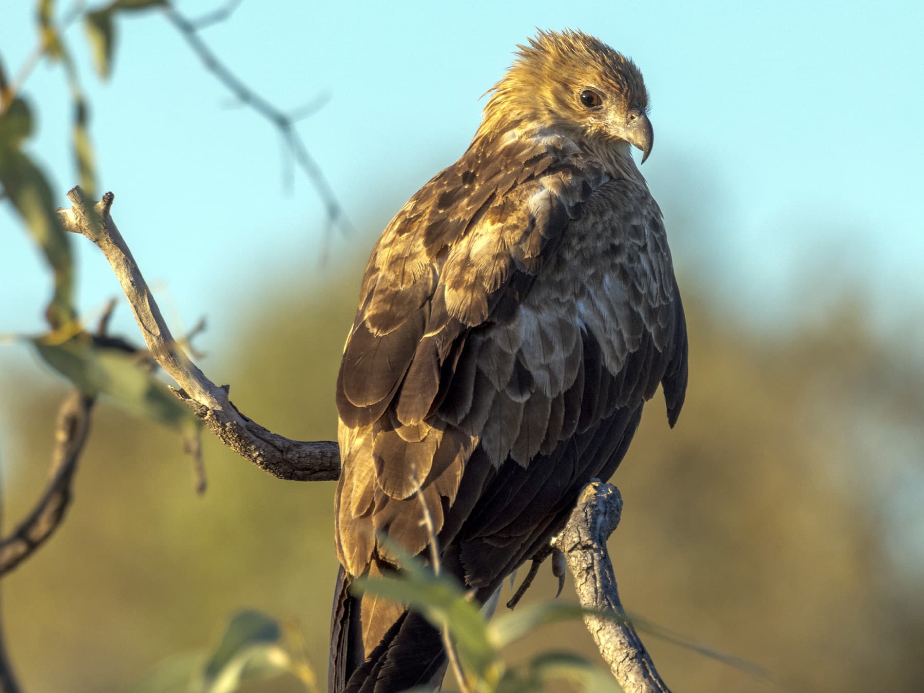 Whistling Kite perching in natural habitat
