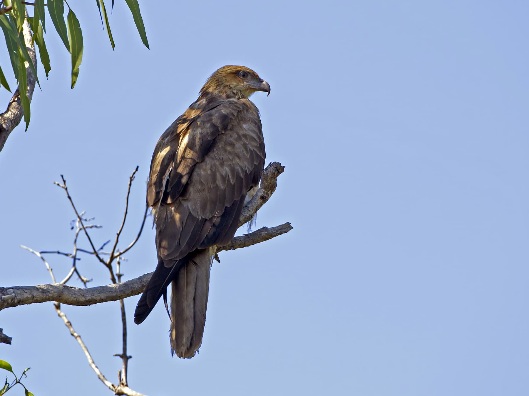 Whistling Kite perching in trees in open habitat