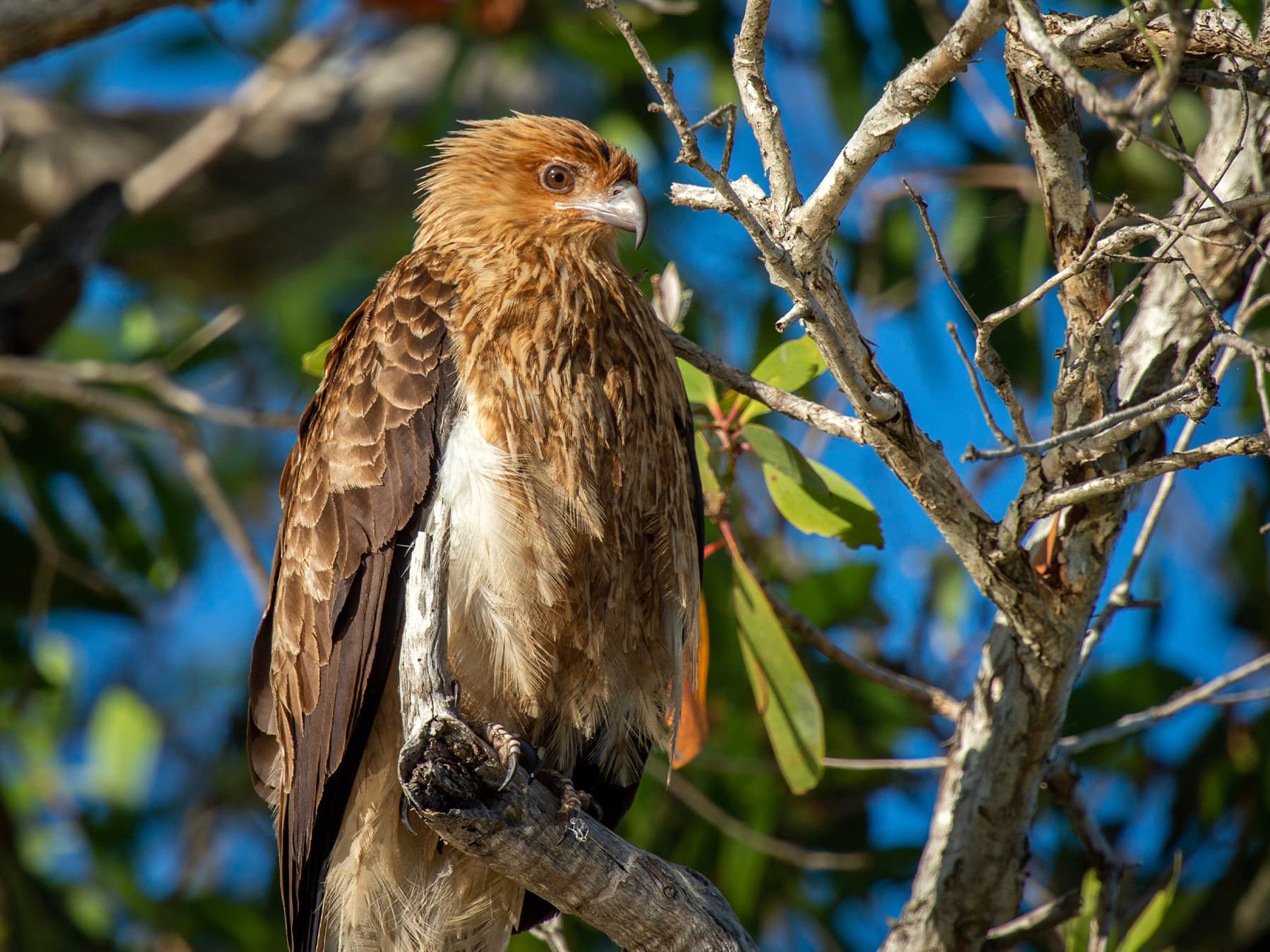 Whistling Kite resting in the trees
