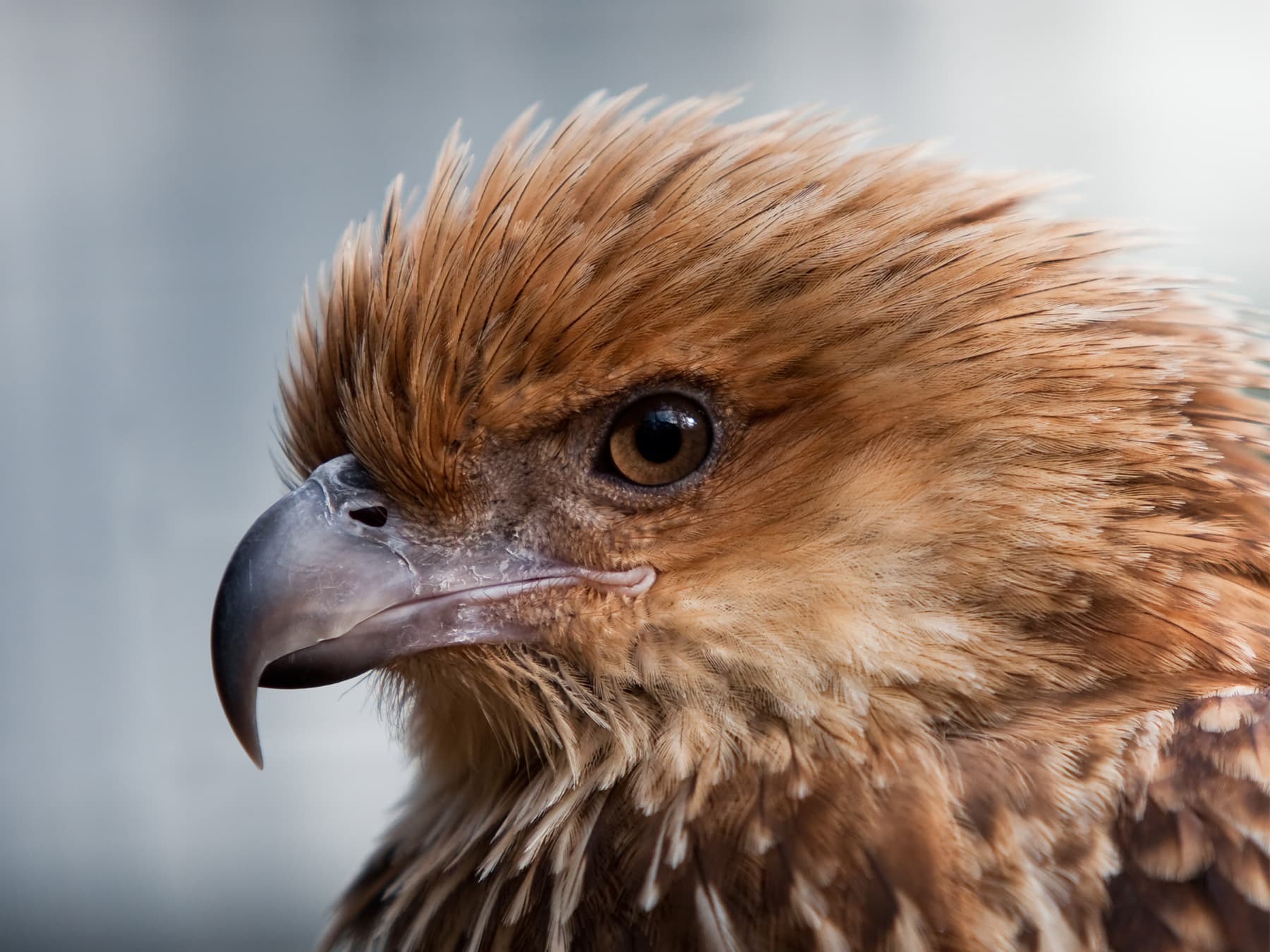 Whistling Kite portrait