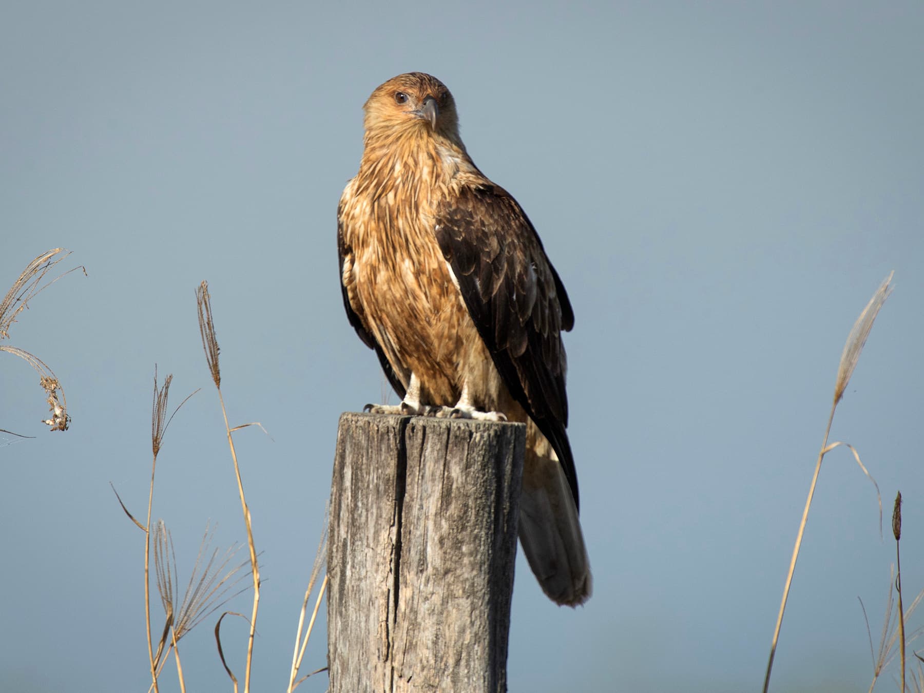 Whistling Kite resting on a wooden post in natural habitat