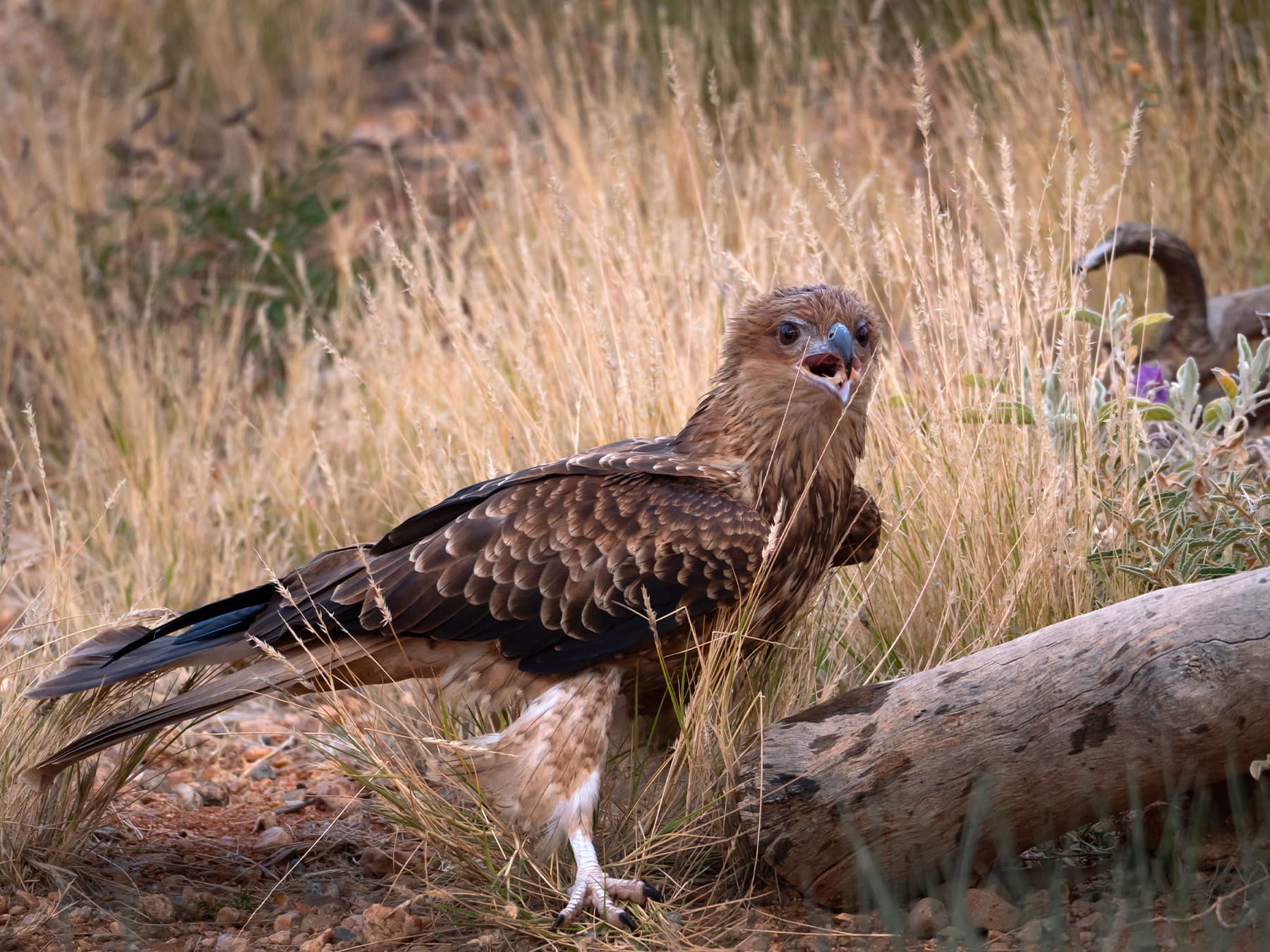 Whistling Kite standing on the ground chattering