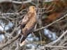Whistling Kite